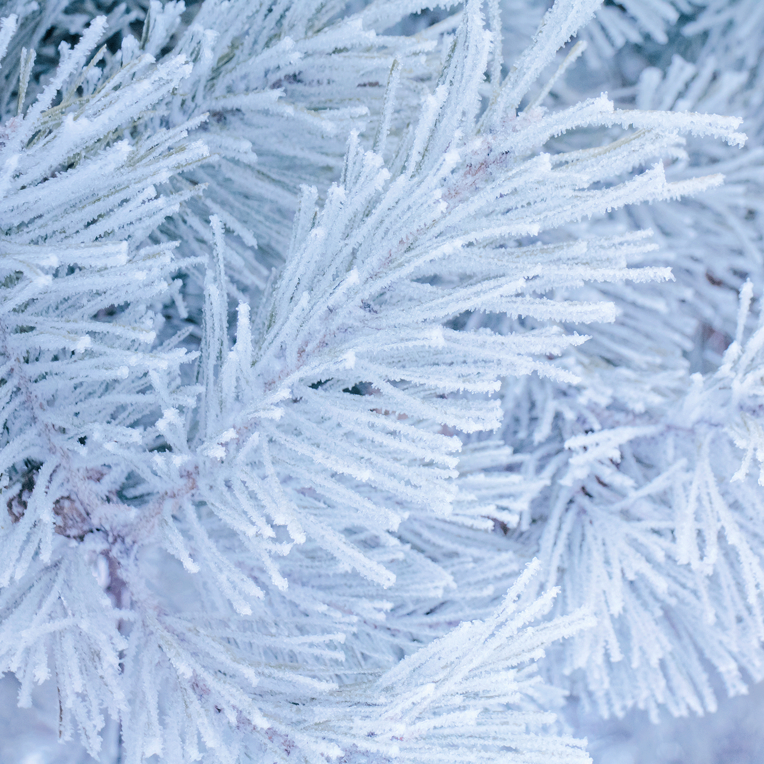 Close-up of a frosty pine tree branch adorned with white ice crystals, evoking the wintery texture and essence captured by Tuscany Candle® SEASONAL's Sleigh Bells Scented Wax Melt (2.5 oz).