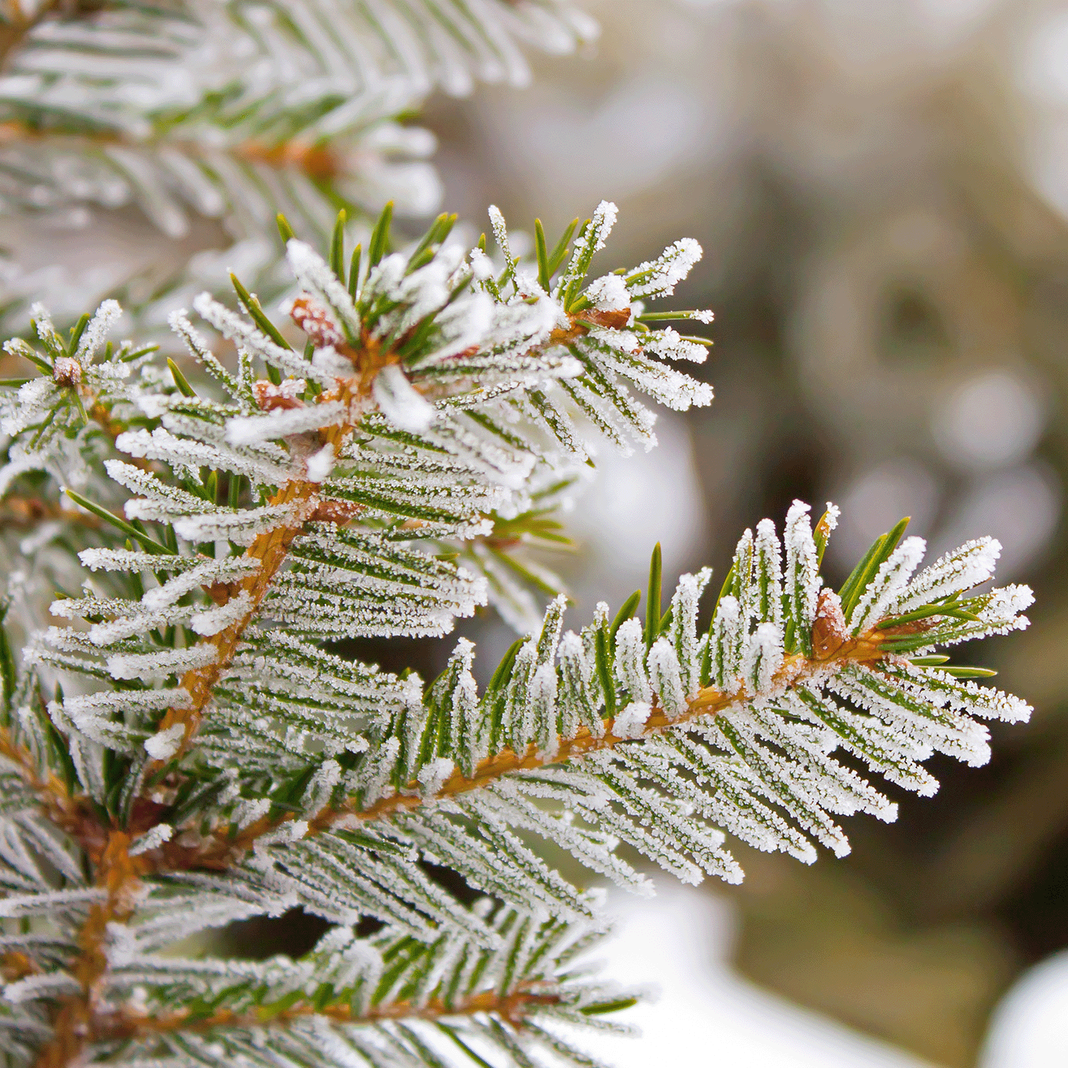 Close-up of frosty needles from the Snowy Spruce Scented Wax Melt by Tuscany Candle® SEASONAL, covered in ice crystals.