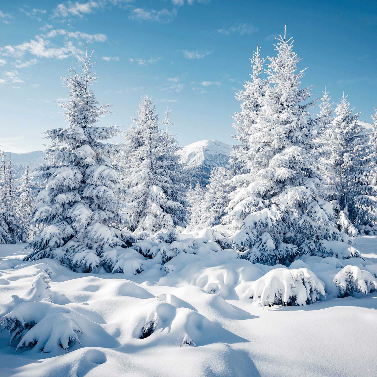 The image of snow-covered evergreen trees in a winter landscape captures the crisp essence of the Snowdrift Woods Scented Jar Candle (18 oz) by Tuscany Candle® SEASONAL, underlining its serene aroma reminiscent of a distant mountain beneath a clear blue sky.