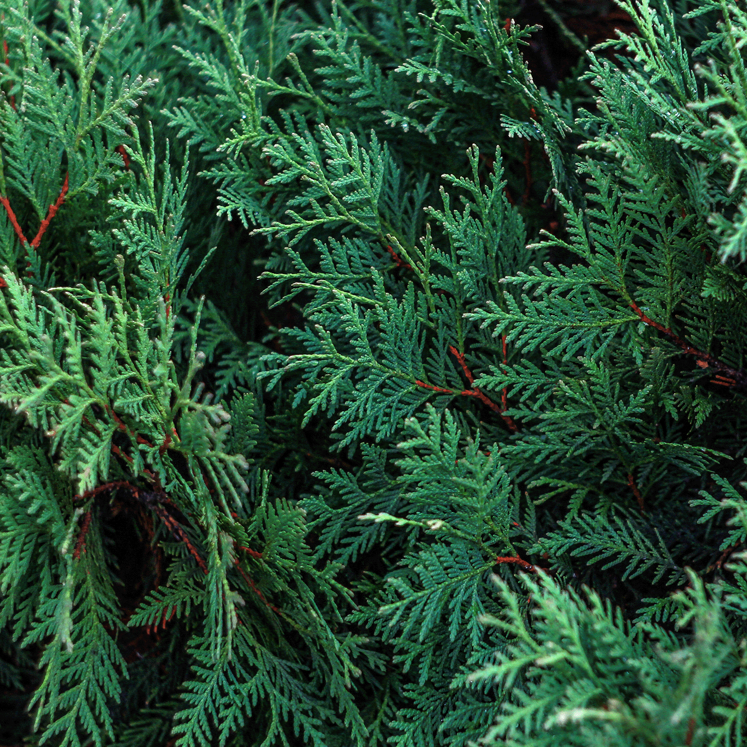 A close-up of lush, green coniferous foliage with fine, needle-like leaves captures the essence of Snowdrift Woods, providing a rich and vibrant texture akin to the long-lasting scent of a Tuscany Candle® SEASONAL Snowdrift Woods Scented Jar Candle (18 oz).