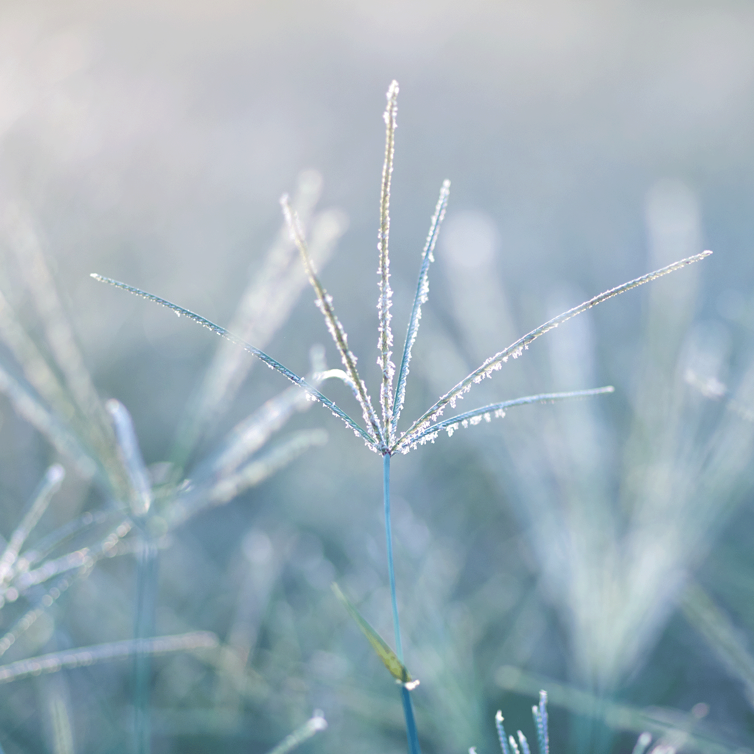 A close-up of a frost-covered grass blade set against a softly blurred, frost-touched background in cool blue hues conjures the wintry fragrance of Tuscany Candle® SEASONAL's "In The Lane Snow is Glistening" scented jar candle (12 oz).