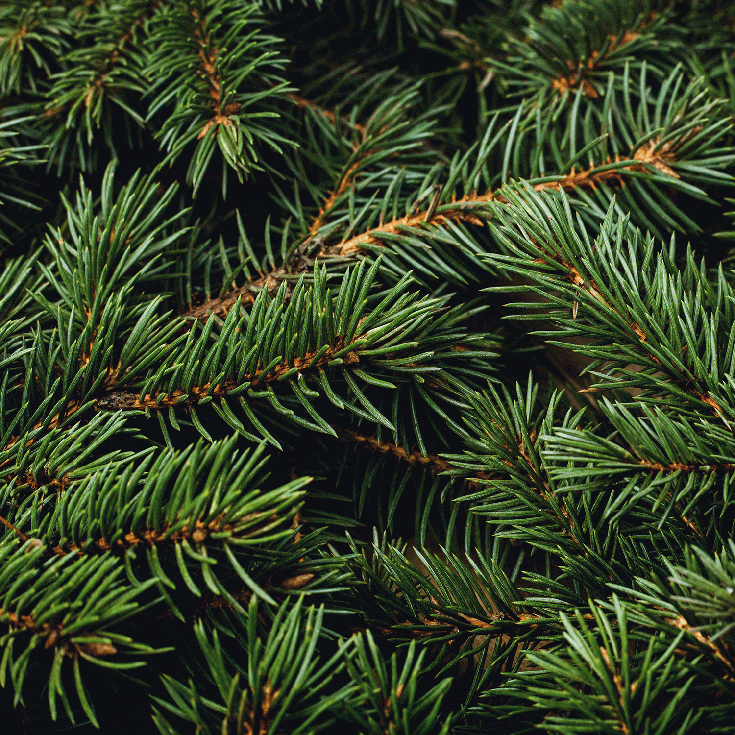 A close-up of evergreen pine branches with dense, overlapping green needles conjures the fresh balsam fir scent of the "Oh, Christmas Tree" Scented Jar Candle (12 oz) by Tuscany Candle® SEASONAL, reminiscent of a holiday fragrance.