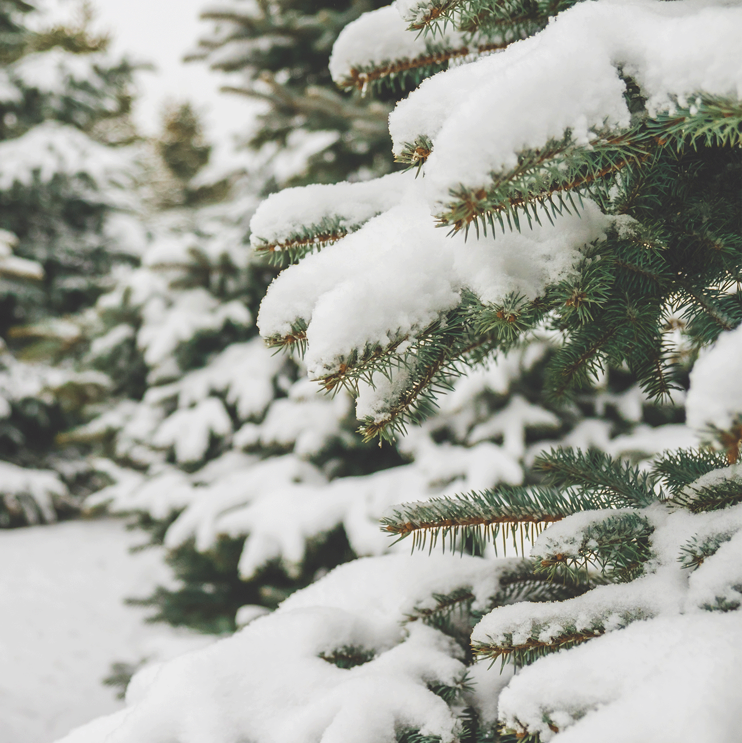 Snow-covered pine branches in a winter landscape fill the air with the scent of a Tuscany Candle® SEASONAL Oh, Christmas Tree Scented Jar Candle (12 oz), reminiscent of a long-lasting balsam fir aroma, while other trees stand elegantly in the background.