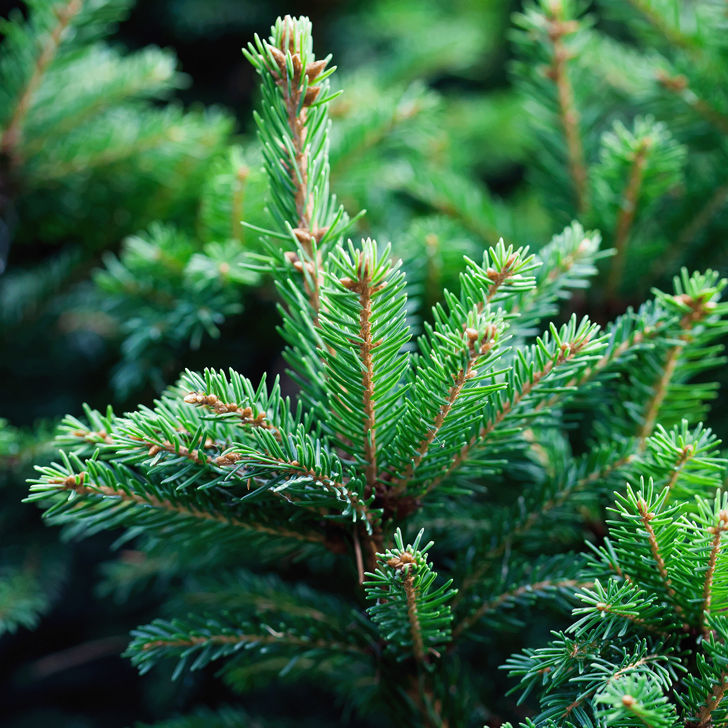 A close-up of a lush evergreen tree branch with dense green needles, reminiscent of a holiday décor theme. The vibrant greenery evokes the refreshing aroma found in Tuscany Candle® SEASONAL's Peppermint & Spruce Scented Jar Candle (15 oz).