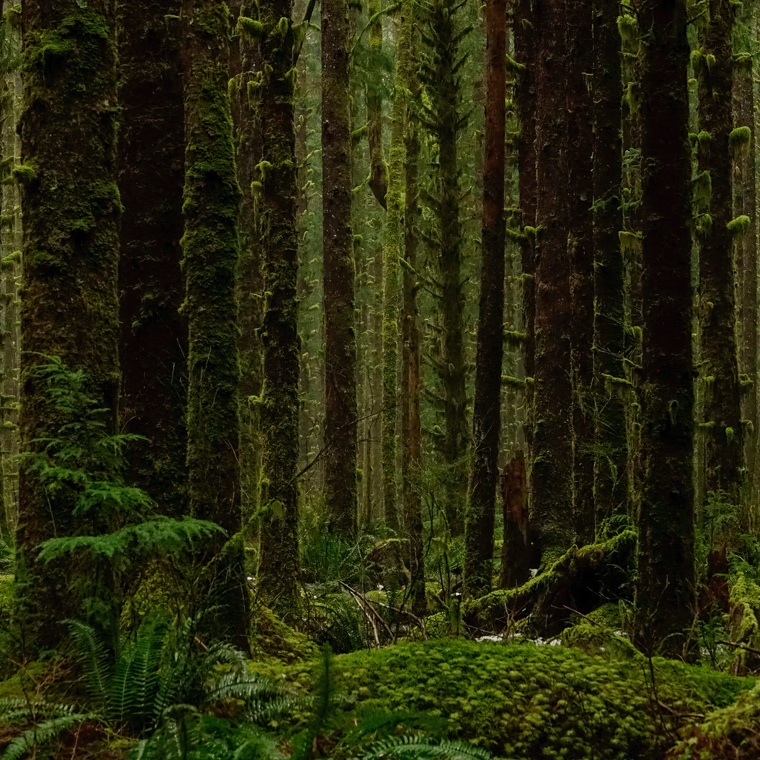 A dense forest with tall trees covered in moss and ferns carpets the floor, creating a green, lush environment reminiscent of the Tuscany Candle® SEASONAL's White Pumpkin Autumn Woods Long-Lasting Scented Jar Candle (18 oz) from the Autumn Flannels Collection.