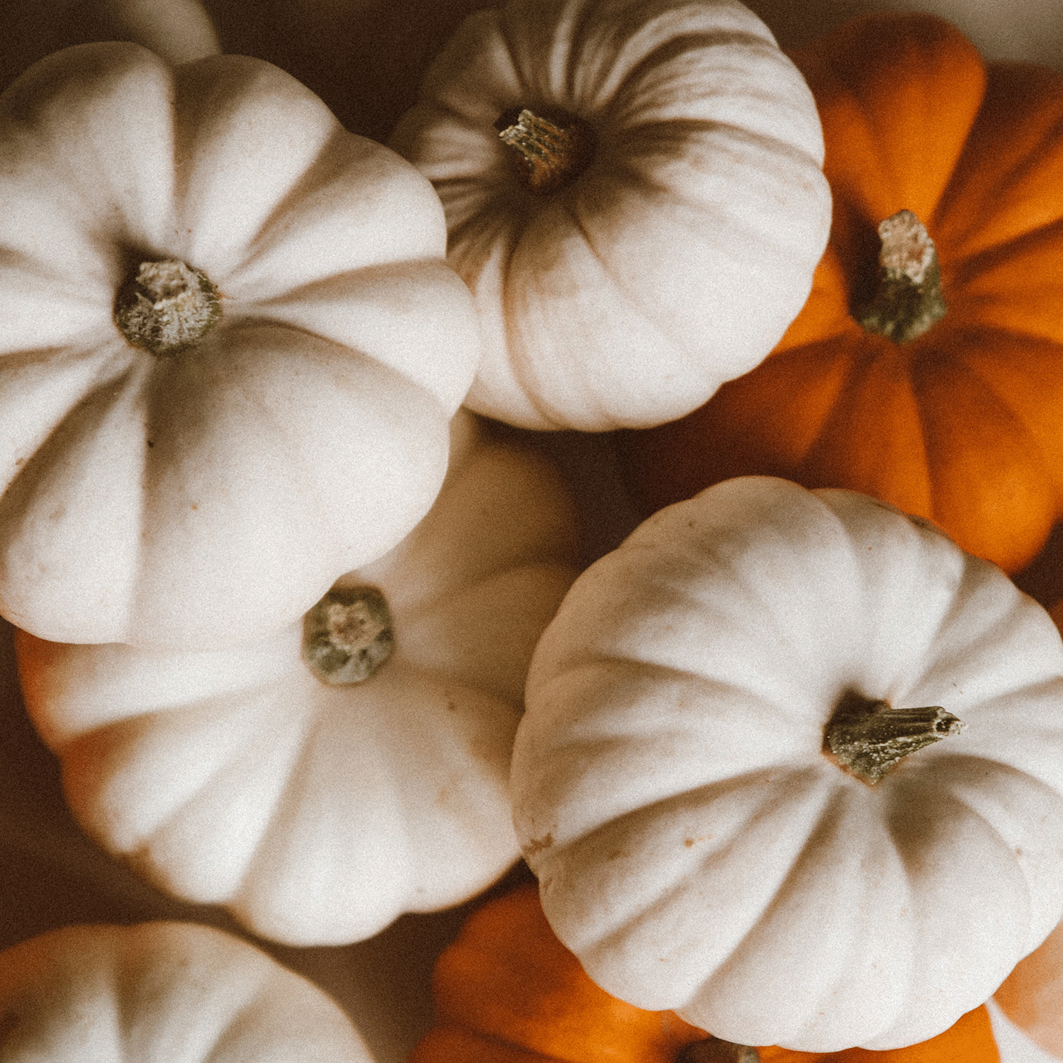 A close-up view of several White Pumpkin Autumn Woods Long-Lasting Scented Jar Candles (18 oz) from the Autumn Flannels Collection by Tuscany Candle® SEASONAL.