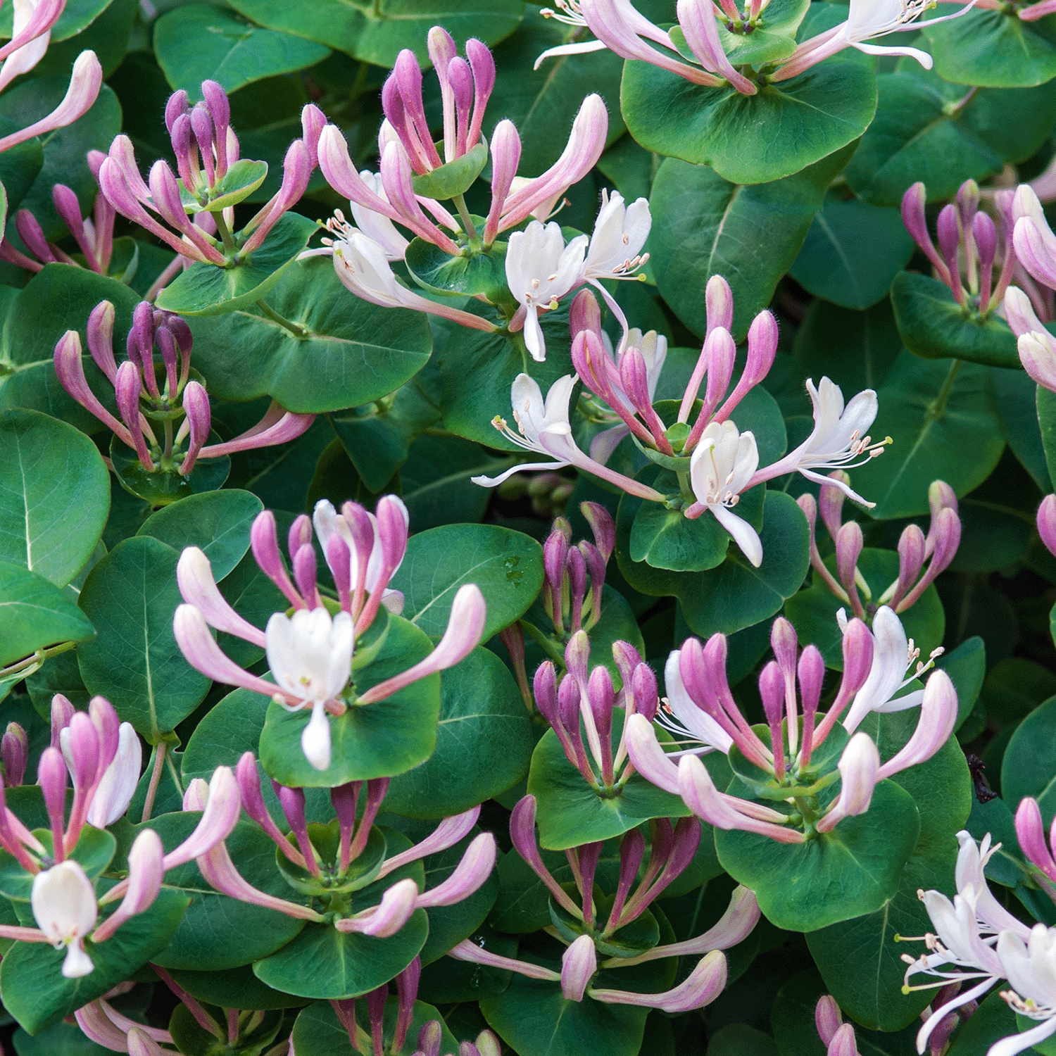 Pink and white honeysuckle flowers bloom with green leaves, evoking the sweet aroma of the Tuscany Candle® SEASONAL's "Hoppy Easter: Honeysuckle Scented Easter Candle" (12 oz).