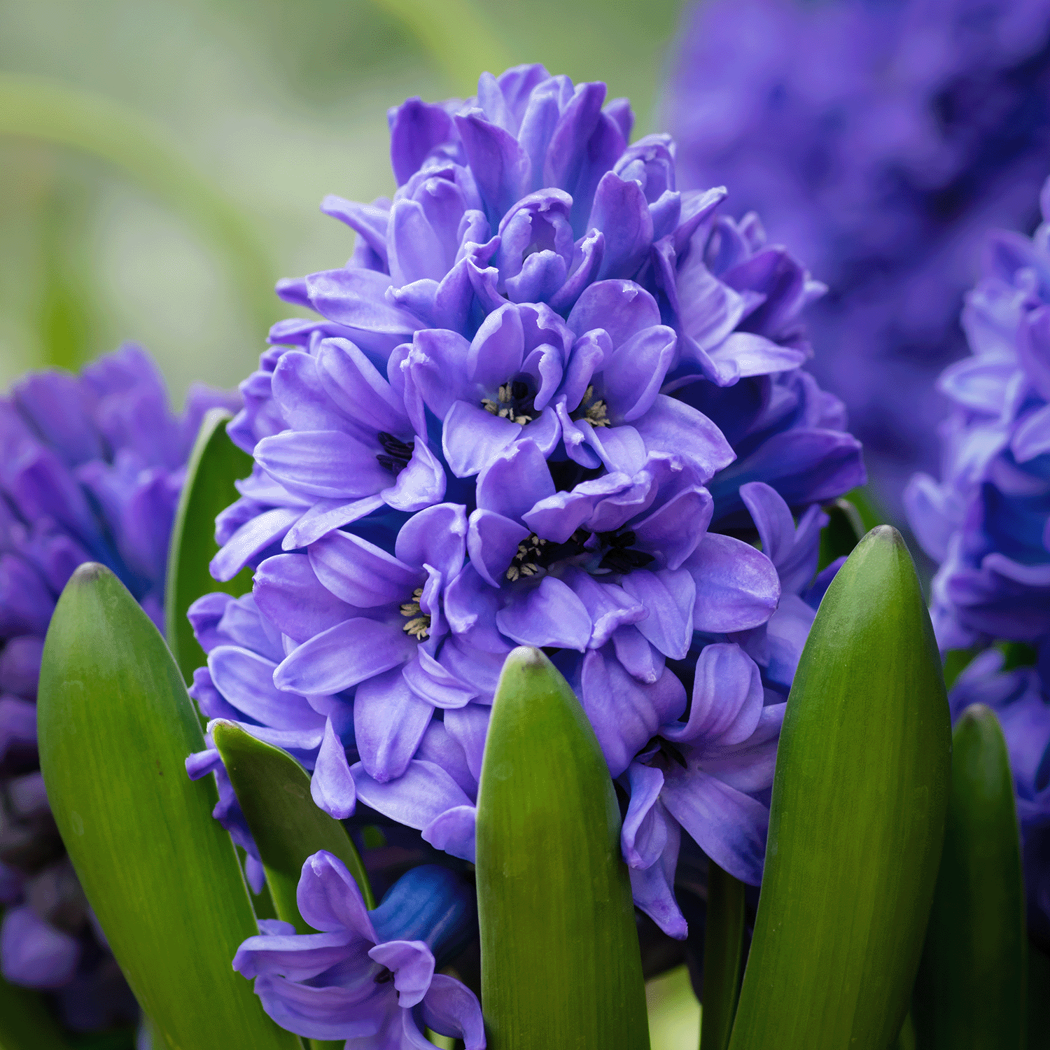 A close-up of vibrant purple hyacinths with lush green leaves, reminiscent of the floral scent from the Tuscany Candle® SEASONAL's Hoppy Easter: Honeysuckle Scented Easter Candle (12 oz), set against a blurred natural backdrop.