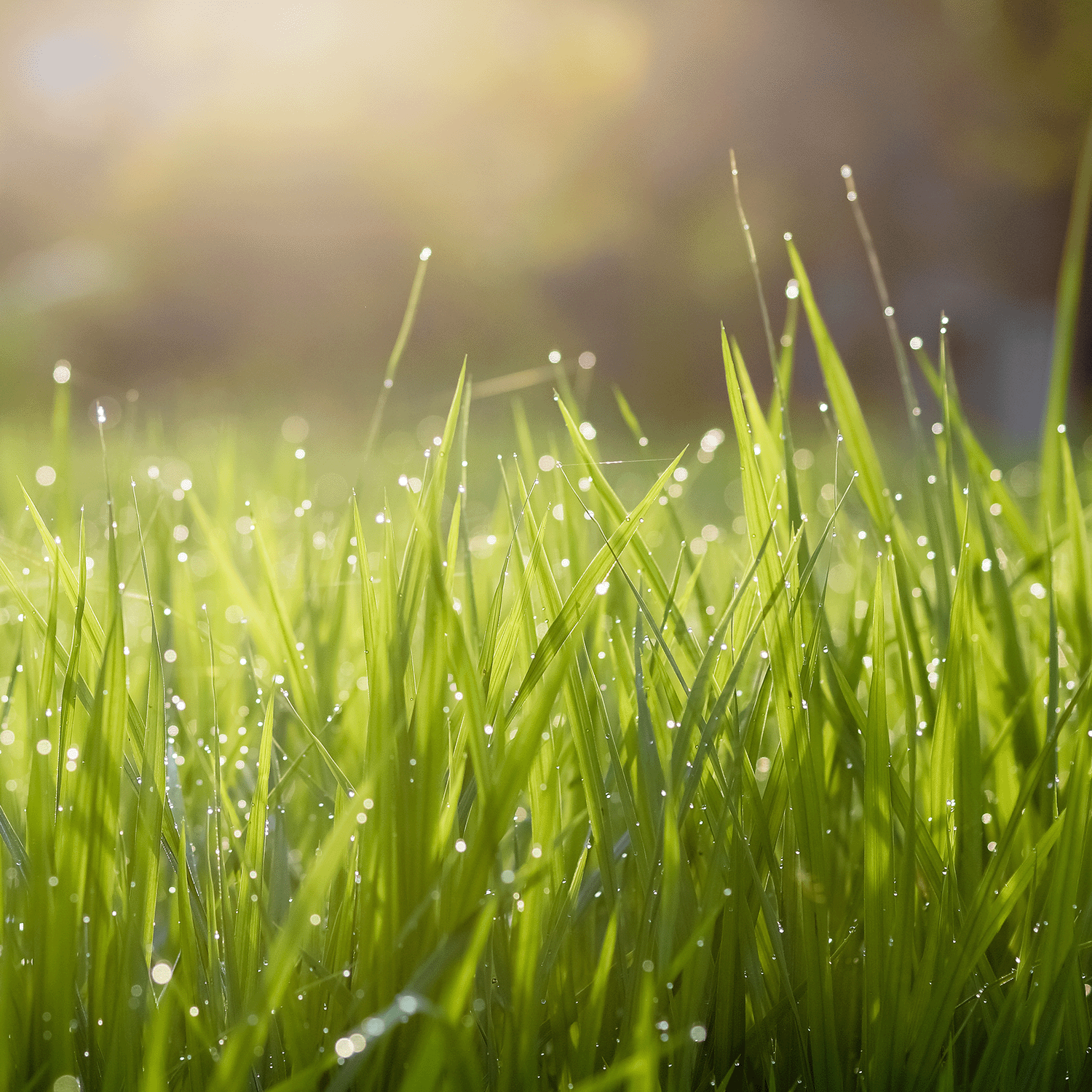 Close-up of dewy green grass in sunlight, evoking the gentle floral fragrance of Tuscany Candle® SEASONAL's Easter Picnic: Peony Scented Easter Candle (18 oz).