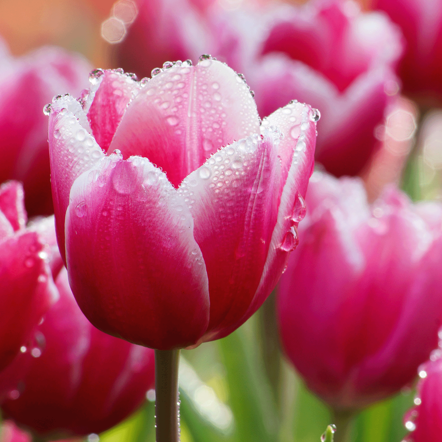 Close-up of a pink tulip with water droplets against blurred greens from the Spring Garden: Rain & Sweet Pea Scented Easter Candle by Tuscany Candle® SEASONAL.