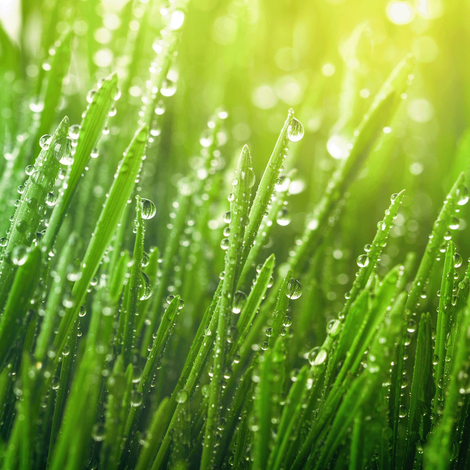 Close-up of vibrant green grass blades with dewdrops, sunlight filtering through, evoking the freshness of a spring-scented candle like the Bunny Trail: Linen Scented Easter Candle by Tuscany Candle® SEASONAL.