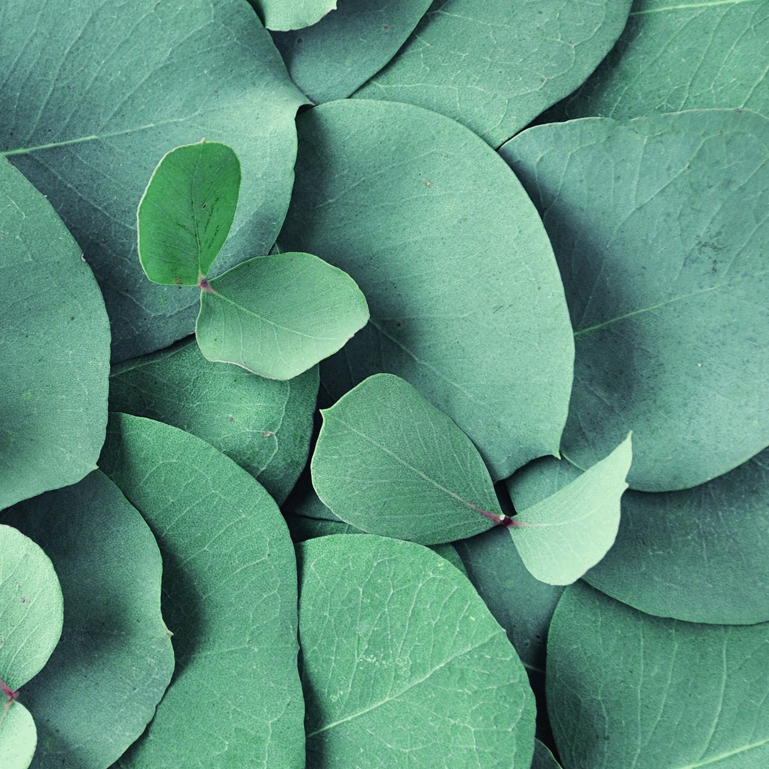 A close-up of smooth, green leaves evokes the tranquility of the Tuscany Candle® SEASONAL Coastal Serenity: Eucalyptus Scented Spring Candle (14 oz).