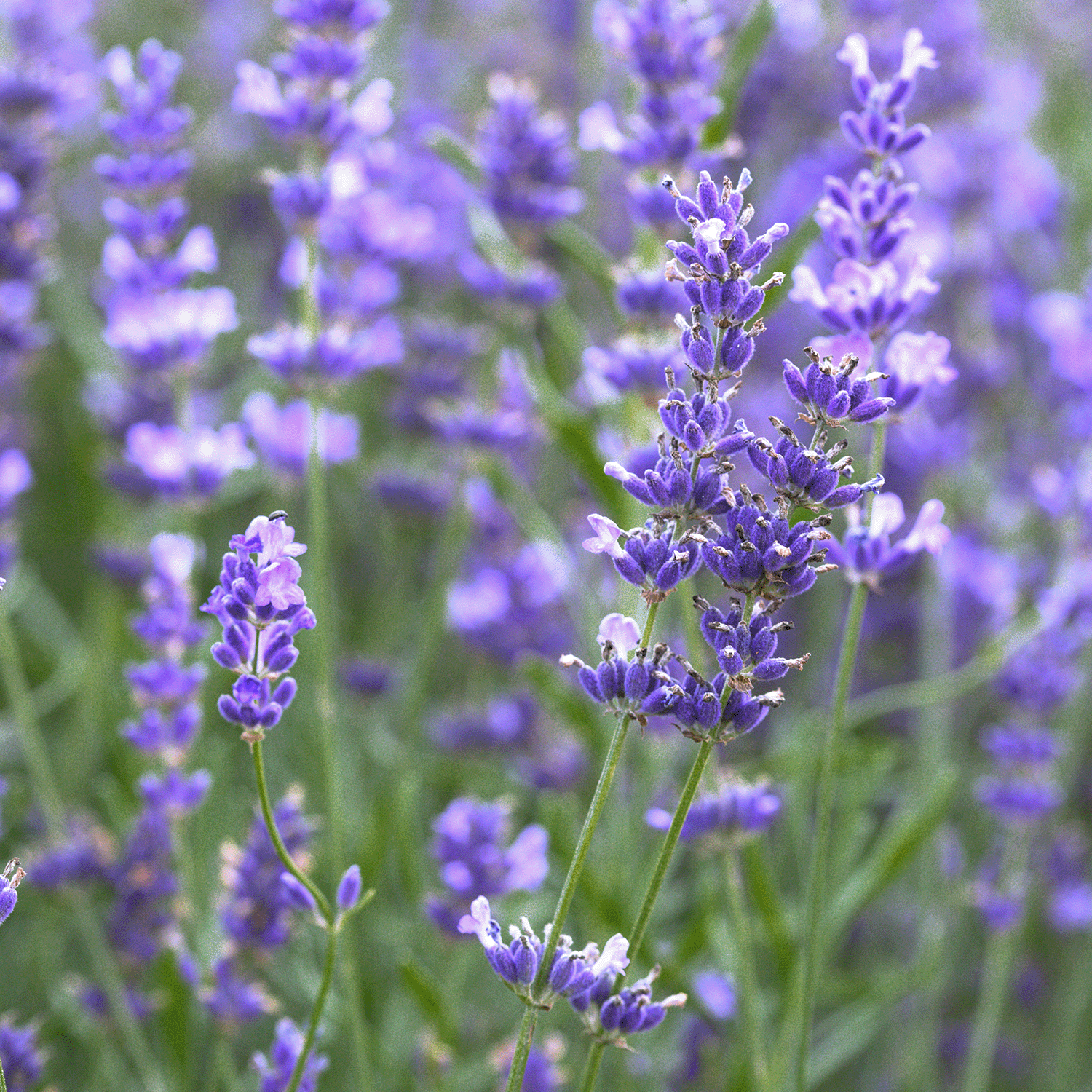 A close-up of lavender with purple flowers and green stems evokes Coastal Serenity, akin to the soothing aroma of Tuscany Candle® SEASONAL's "Coastal Serenity: Eucalyptus Scented Spring Candle" (14 oz).