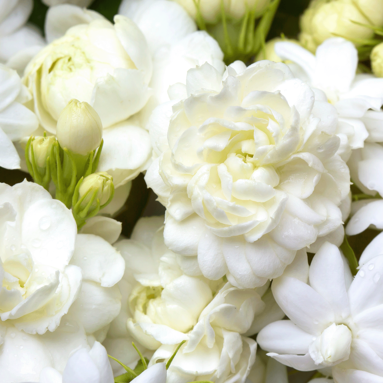 A close-up of a bouquet of white roses and jasmine glistening with water droplets evokes the fresh allure of Tuscany Candle® SEASONAL's Sugared Citron: Sweet Melon Scented Spring Candle (14 oz).