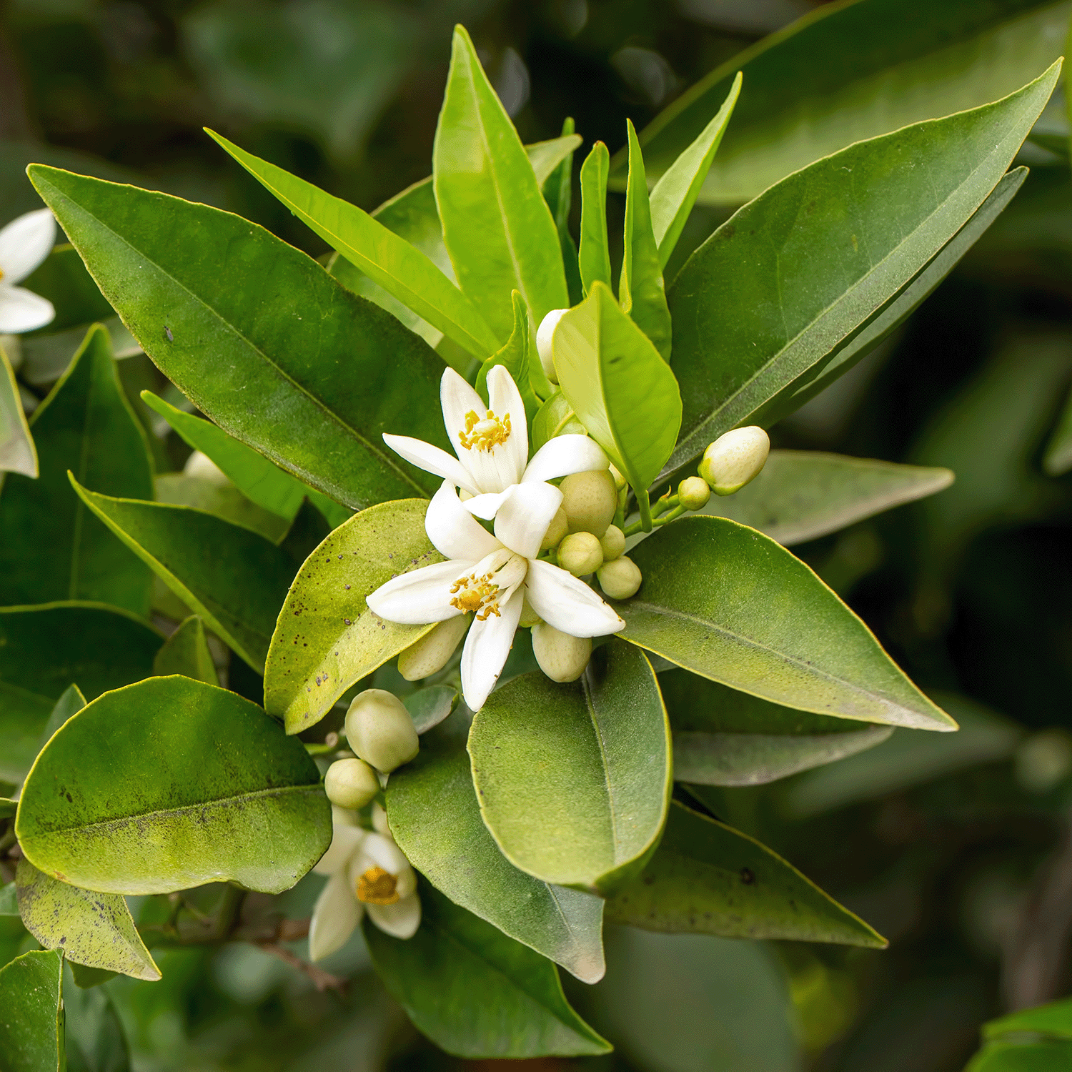 Orange blossoms and green leaves adorn the branch, evoking the refreshing aroma of an Orange Mojito with Tuscany Candle® SEASONAL's Bergamot & Yuzu Scented Spring Candle (14 oz).