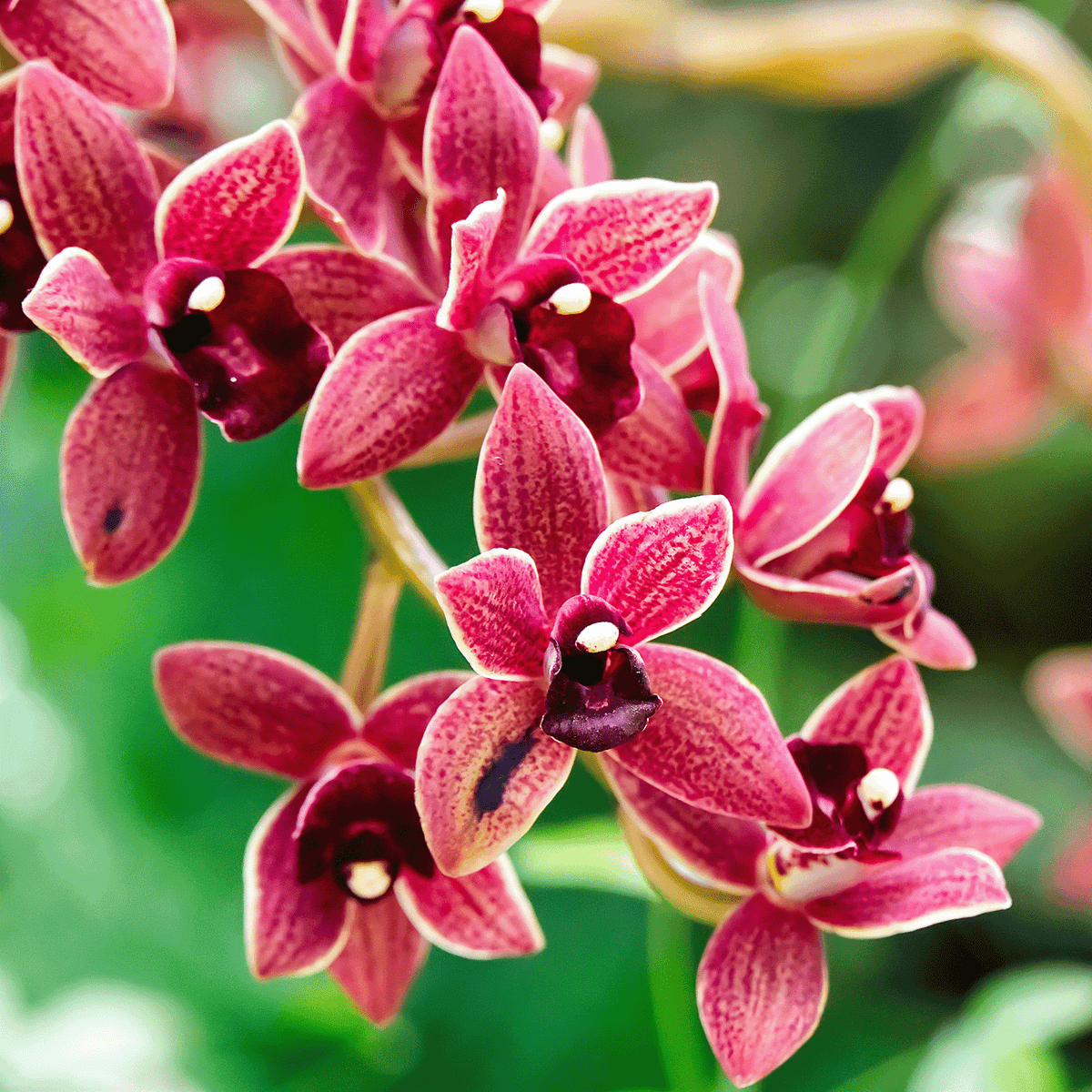 Close-up of several vibrant red orchids with speckled petals and dark centers, set against a blurred green background; the scene evokes the fresh, botanical fragrance of the Tuscany Candle® Everyday Bamboo Blossom Long-Lasting Scented Jar Candle (18 oz), ideal for those seeking an enduring and refreshing candle experience.