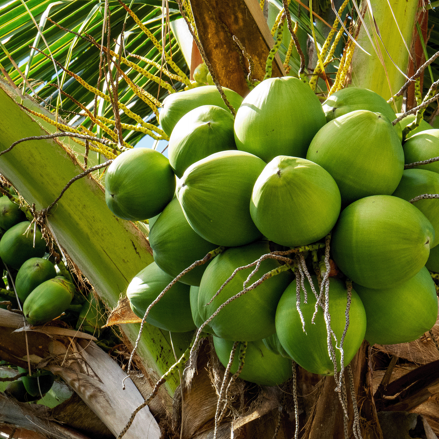 A cluster of green coconuts surrounded by lush leaves evokes the fresh aroma of Tuscany Candle® SEASONAL's Vanilla Lemonade: Meyer Lemon Scented Spring Candle (14 oz).