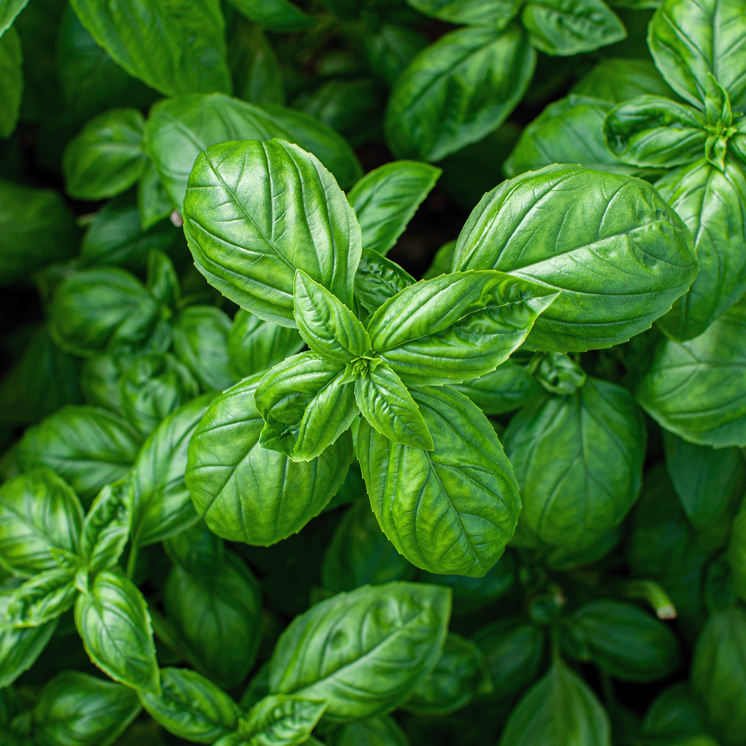 Close-up of fresh green basil leaves with visible veins and a glossy texture mirrors the invigorating fragrance of Tuscany Candle® SEASONAL's Mandarin Grove: Citrus & Basil Scented Spring Candle (14 oz).