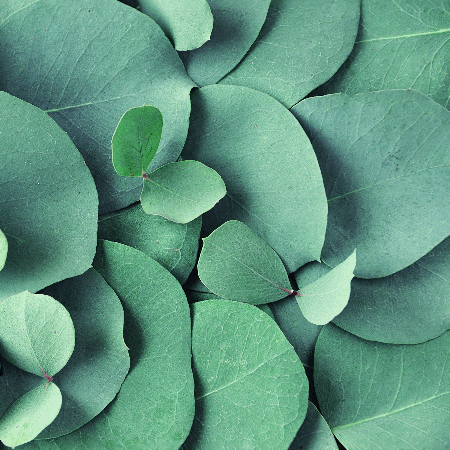 A detailed, close-up view of eucalyptus leaves in diverse green shades evokes coastal tranquility, mirroring the soothing essence of Tuscany Candle® SEASONAL's Coastal Serenity: Eucalyptus Scented Spring Wax Melt (2.5 oz).