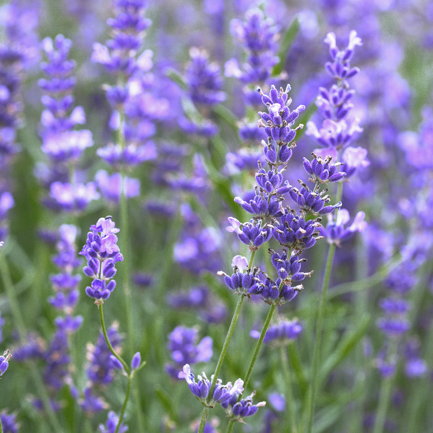 A close-up of lavender fields, evoking coastal serenity with clusters of blooming purple flowers and green stems, mirrors the essence of Tuscany Candle® SEASONAL's Coastal Serenity: Eucalyptus Scented Spring Wax Melt (2.5 oz).