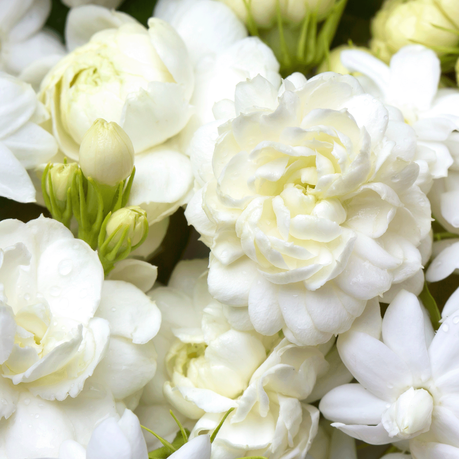 A close-up of white jasmine flowers in full bloom with buds and green leaves, exuding a fragrance similar to Tuscany Candle® SEASONAL's Sugared Citron: Sweet Melon Scented Spring Wax Melt (2.5 oz).