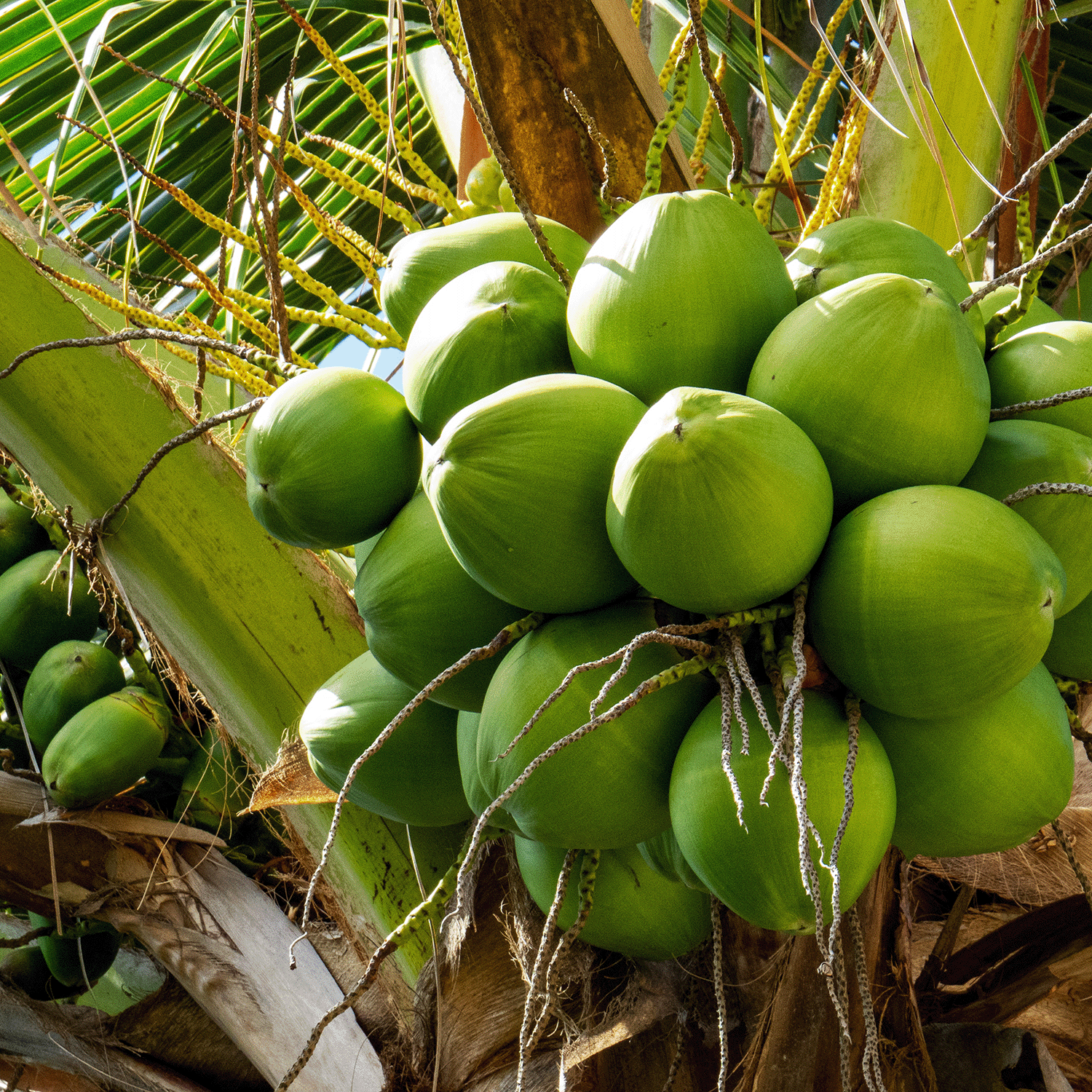 Green coconuts hang from a tree with large leaves rustling in the breeze, reminiscent of the fresh scent of Tuscany Candle® SEASONAL's Vanilla Lemonade: Meyer Lemon Scented Spring Wax Melt.