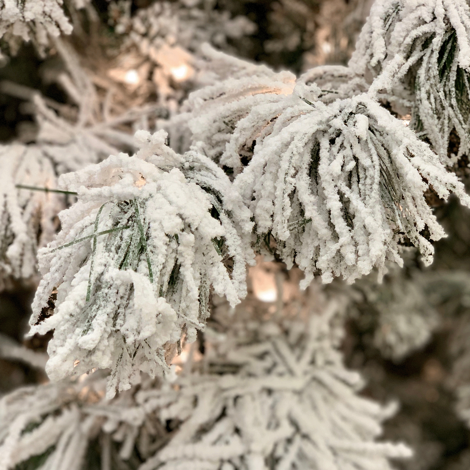 A close-up of snow-dusted pine branches against a soft-focus background evokes the fresh scent of Balsam Cedar Pine, capturing the comforting warmth of a Winter Woods Scented Jar Candle (18 oz) from the Winter Flannels Collection by Tuscany Candle® SEASONAL.