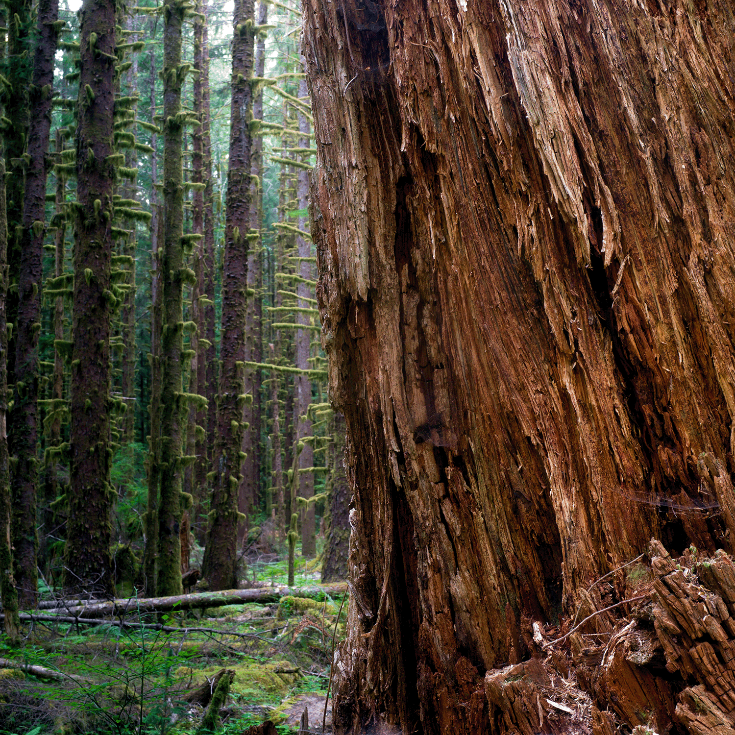 Close-up of a large Balsam Cedar Pine trunk in a dense forest with tall, thin, moss-covered trees in the background. The ground is scattered with branches and greenery, evoking the timeless aroma of the Winter Woods Scented Jar Candle (18 oz) from the Winter Flannels Collection by Tuscany Candle® SEASONAL.