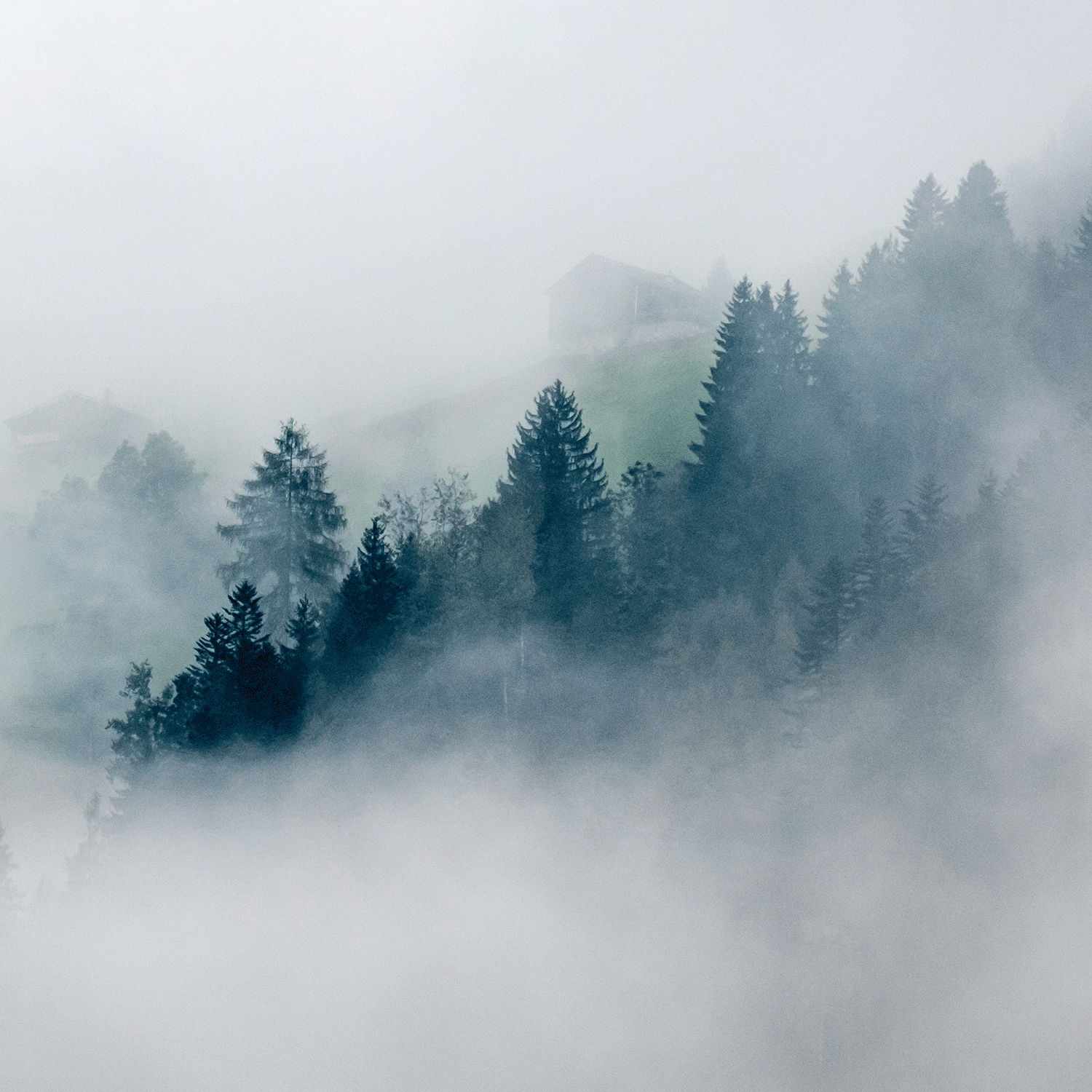 A foggy hillside with dense pine trees partially obscured by mist creates a serene backdrop, reminiscent of the warm glow from a Tuscany Candle® SEASONAL Snowdrift Woods Scented Jar Candle (18 oz) from the Winter Flannels Collection; a cabin is faintly visible in the background.