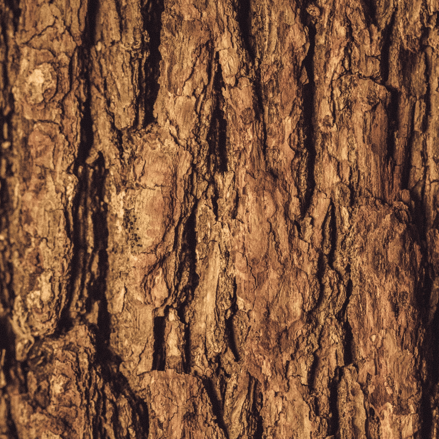 Close-up of a tree bark with a rough, textured surface and varying shades of brown, reminiscent of the earthy tones found in the Tuscany Candle® SEASONAL Joyful Juniper Scented Jar Candle (18 oz) from the Winter Flannels Collection.