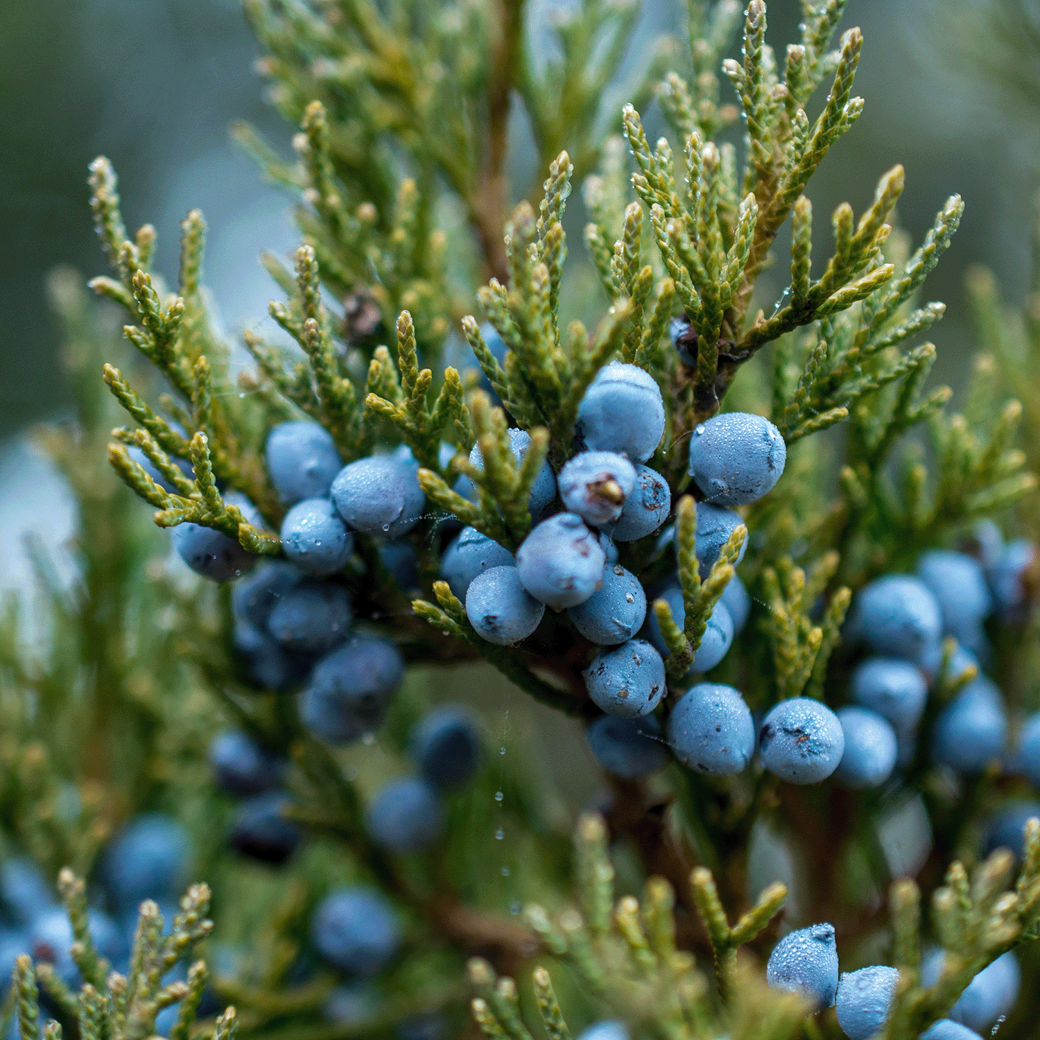 A close-up of a juniper branch with clusters of blue berries and green needles, glistening in water droplets, evokes the refreshing aroma found in the Tuscany Candle® SEASONAL Joyful Juniper Scented Jar Candle (18 oz) from the Winter Flannels Collection.