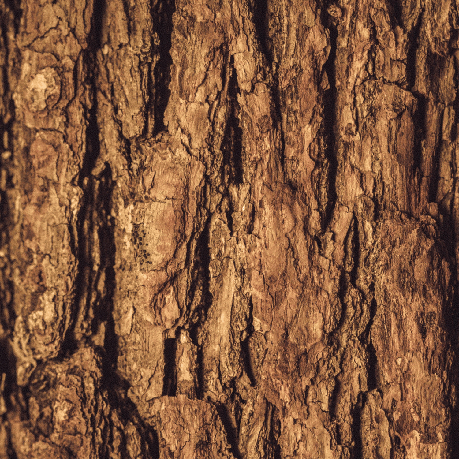 Close-up of rough tree bark with vertical and horizontal grooves, showcasing various shades of brown and textures, reminiscent of the rustic charm found in a Tuscany Candle® SEASONAL Sleigh Ride Scented Jar Candle (18 oz) from the Winter Flannels Collection.