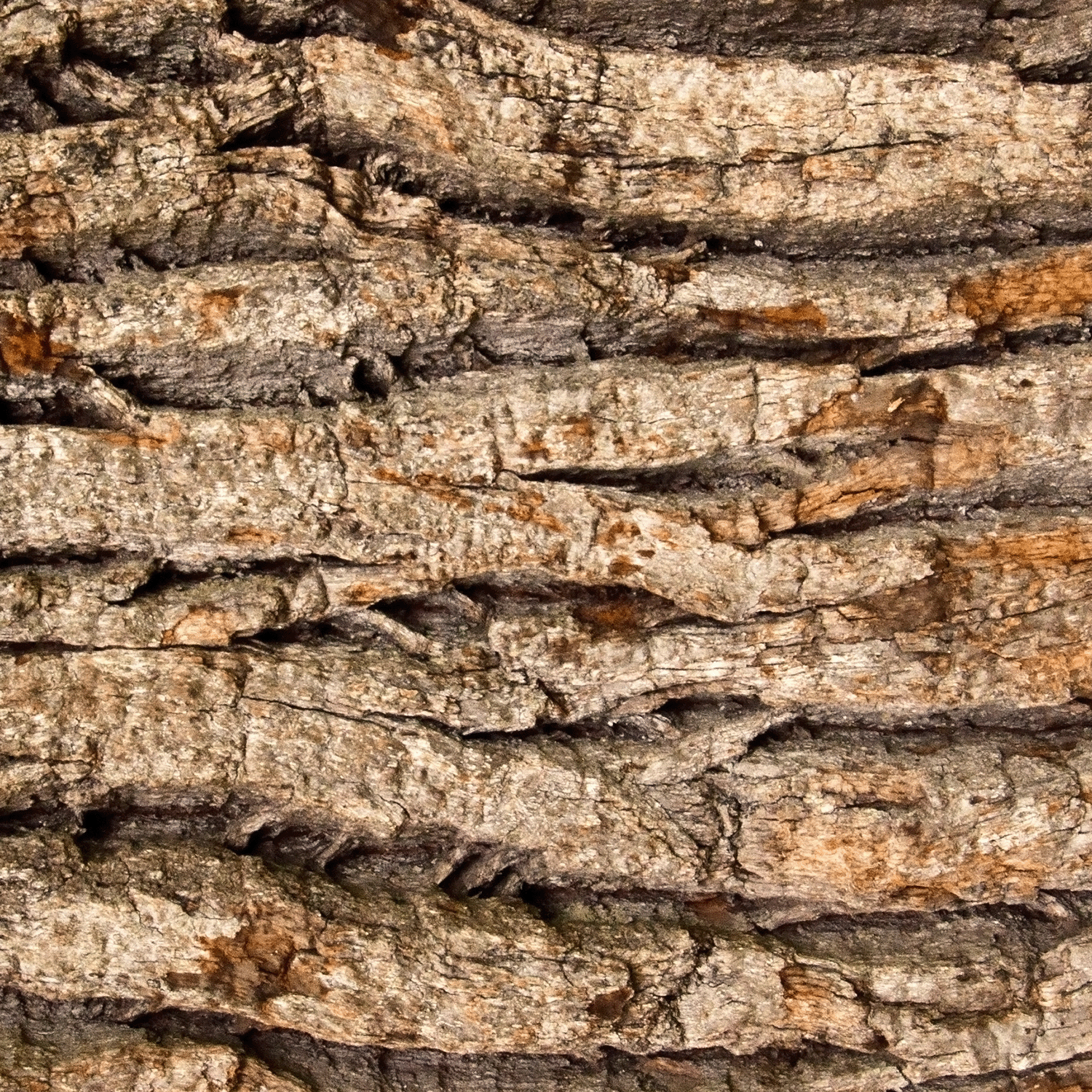 Close-up of rough, textured tree bark with deep grooves and a blend of brown and gray tones, reminiscent of the rustic charm evoked by the Forest Balsam Scented Jar Candle from Tuscany Candle®'s Winter Reverie Collection.