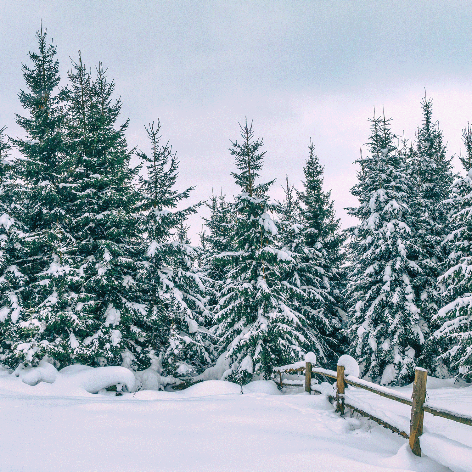 Snow-covered evergreen trees stand behind a wooden fence under an overcast sky, reminiscent of the warm glow from the Tree Farm Scented Jar Candle (12 oz) by Tuscany Candle® SEASONAL.