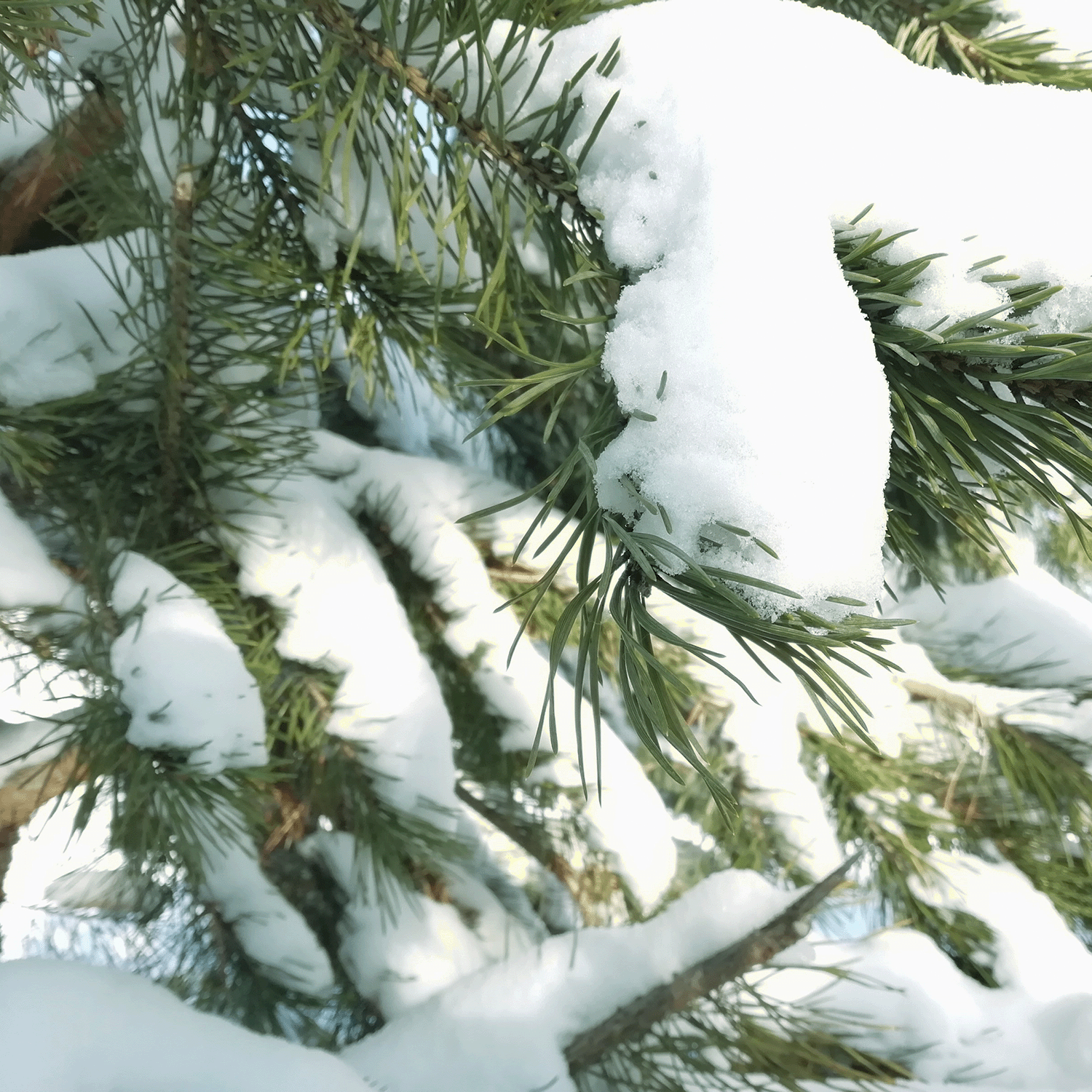 Close-up of the Siberian fir needle branches depicted on the Tuscany Candle® SEASONAL's Sparkling Snowflakes Scented Jar Candle (12 oz), with green needles glistening under bright sunlight.