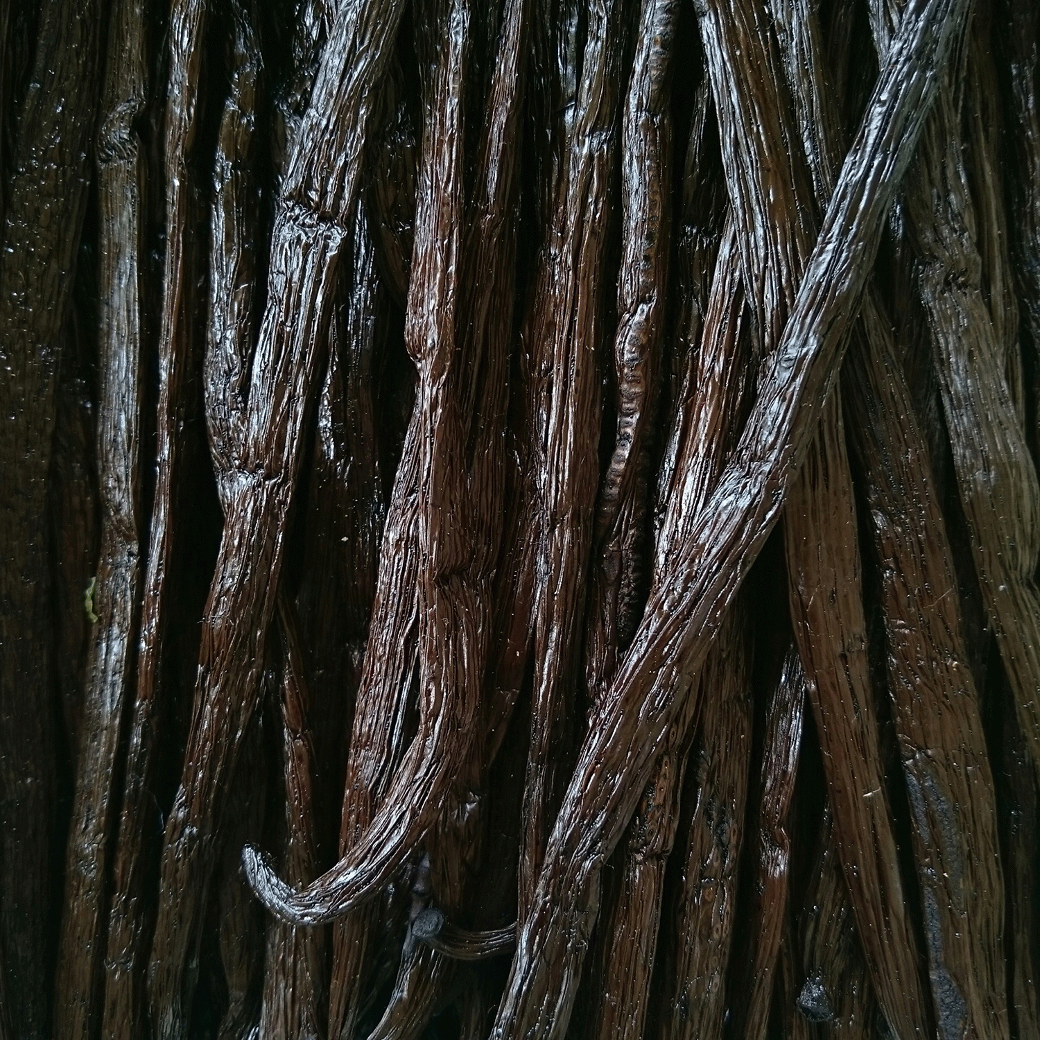 A close-up of dried vanilla beans evokes the rich aroma captured in Tuscany Candle® SEASONAL’s Fire Amber & Saffron: Vetiver & Moss Scented Fall Candle (14 oz).