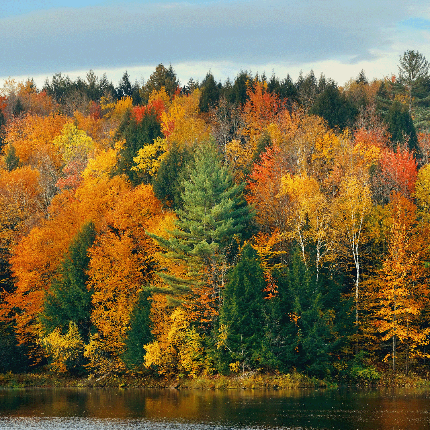 A tranquil forest with vivid autumn leaves mirrored on still water—evoking the soothing aroma of Tuscany Candle® SEASONAL Aged Oakmoss: Forest Musk & Amber Scented Fall Candle (14 oz).