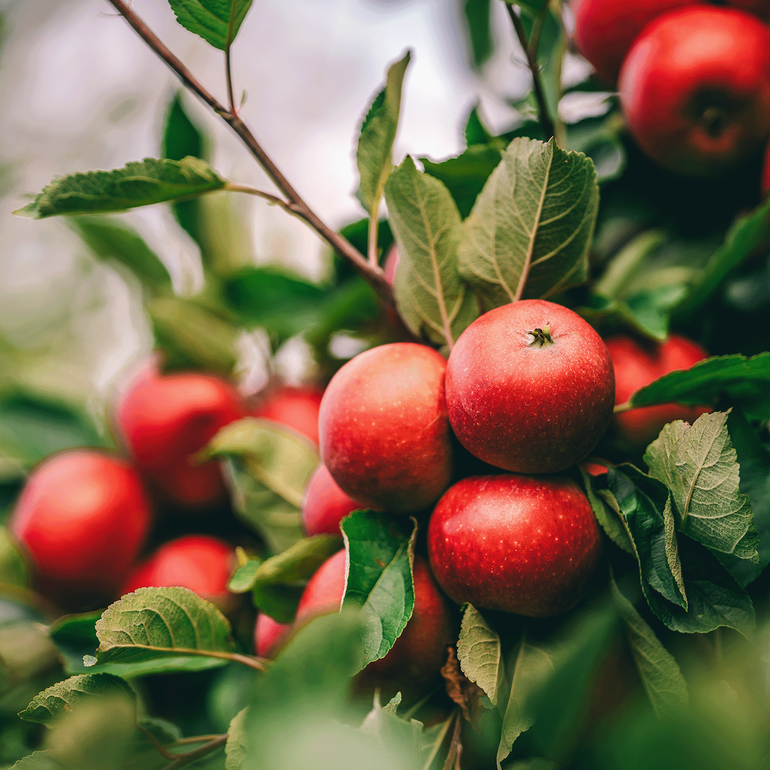 The Tuscany Candle® SEASONAL Copper Leaves: Crisp Apple & Crushed Leaves Scented Fall Candle (14 oz) captures the aroma of ripe apples and green leaves, evoking autumn’s essence—perfect for a cozy, fall-inspired atmosphere.