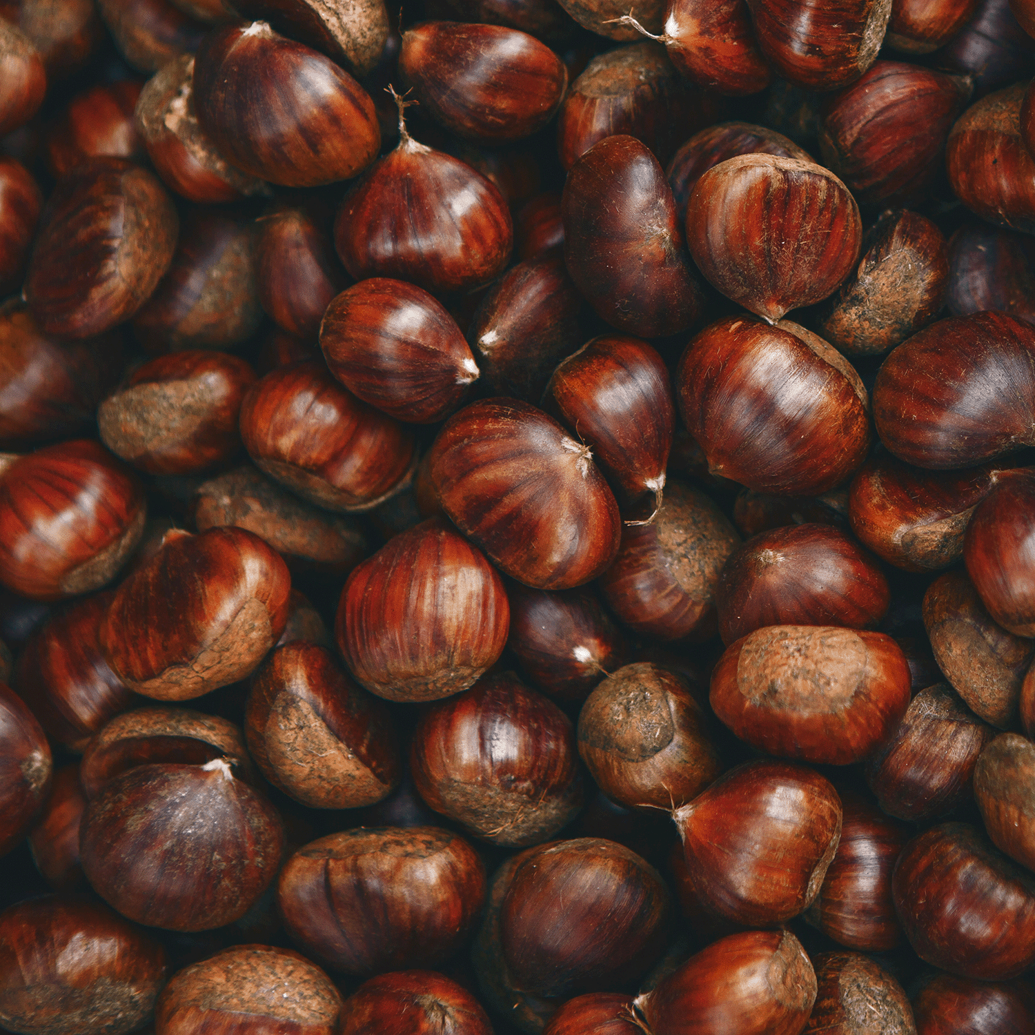 A close-up of shiny, whole chestnuts inspires the Tuscany Candle® SEASONAL Chestnut Bourbon: Maple Syrup & Toasted Chestnut Scented Fall Candle (18 oz)—perfect for autumn.