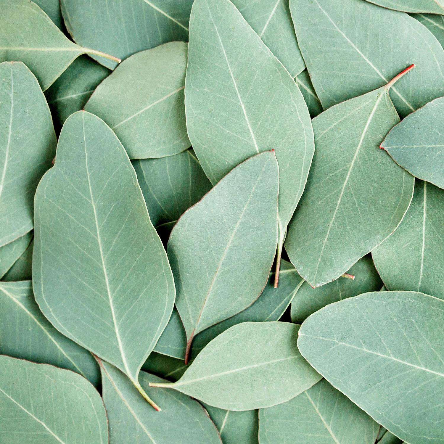 A close-up of overlapping green leaves with smooth veins, reflecting the freshness of Tuscany Candle® SEASONAL Forest Moss: Eucalyptus & Musk Scented Fall Candle (18 oz).