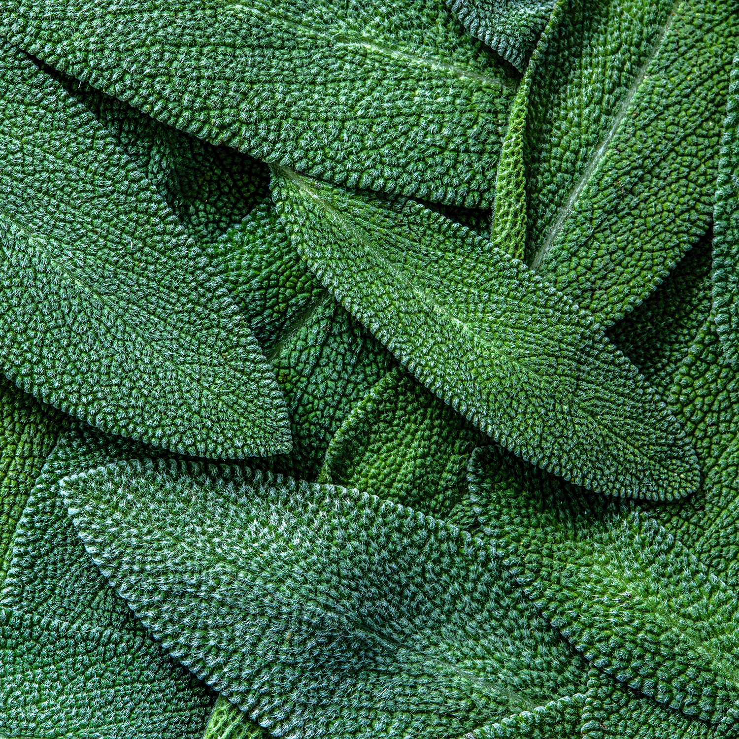 Close-up of textured sage leaves, inspiring the Tuscany Candle® SEASONAL Sage Leaf & Santal: Lavender & Sage Scented Fall Candle (18 oz)—a soothing seasonal fragrance for your home.