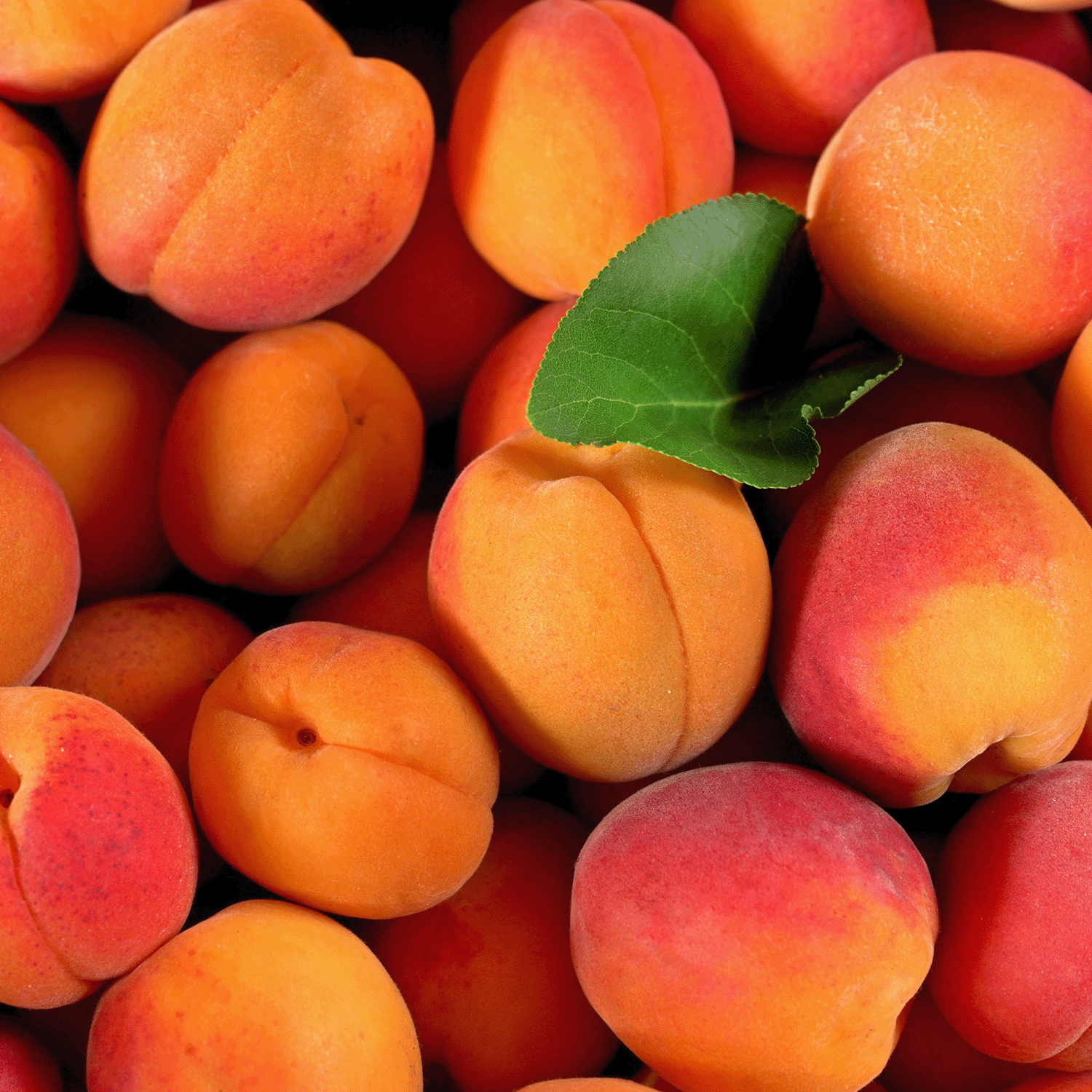 A heap of fresh apricots with orange-red skin evokes the Tuscany Candle® SEASONAL Apricot & Honey: Pomegranate & Patchouli Scented Fall Wax Melt (2.5 oz), crafted to fill your space with natural, fruity warmth.
