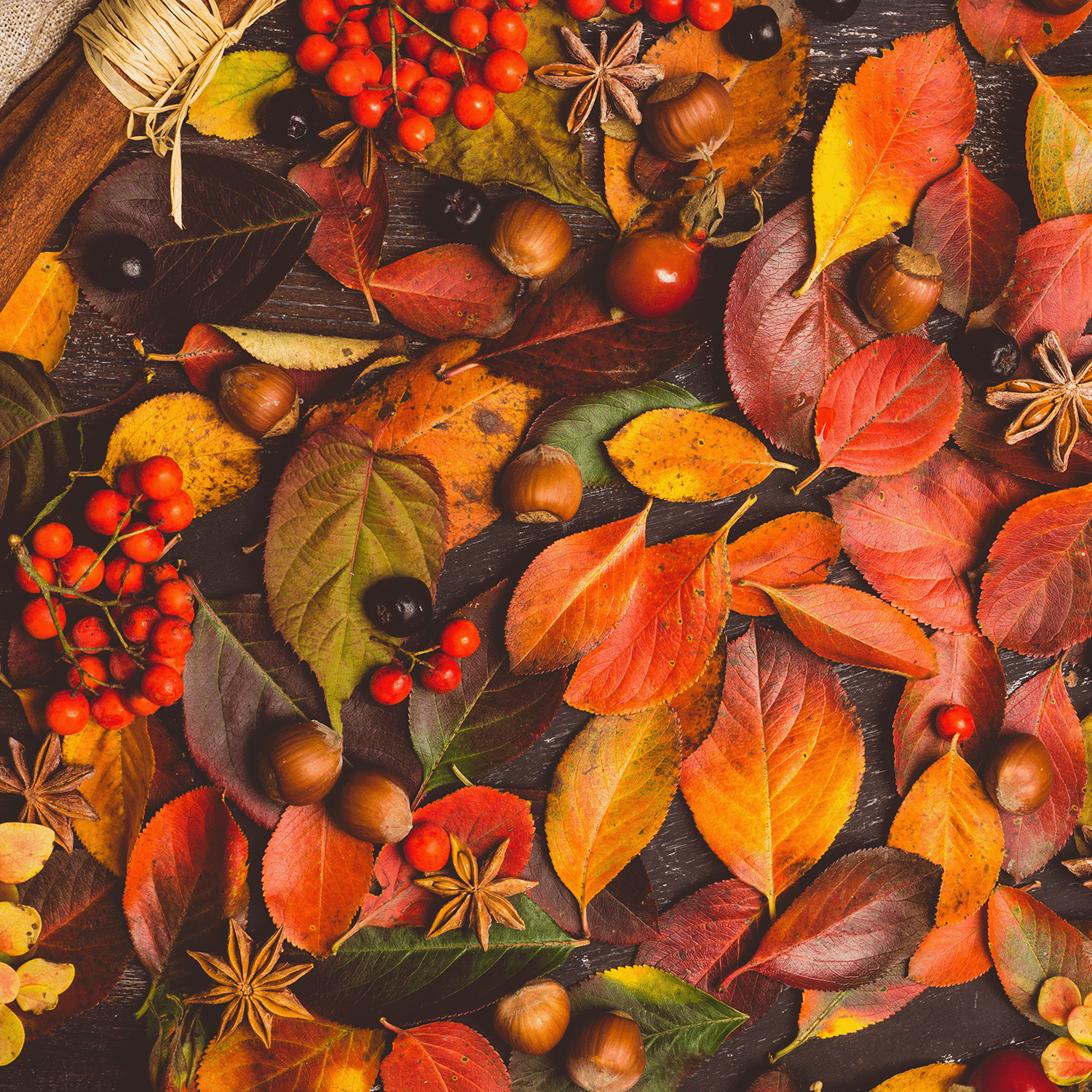 The Tuscany Candle® SEASONAL Fall Festival: Cinnamon & Clove Scented Fall Wax Melt (2.5 oz) evokes autumn with notes of cinnamon, clove, and a festive blend of seasonal spices.