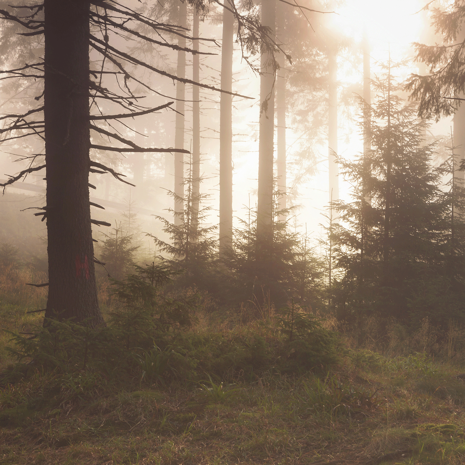 A misty forest scene with sunlight through tall trees evokes the cozy scent of Tuscany Candle® SEASONAL Grizzly Ghouls: Autumnal Spices & Fogged Musk Scented Halloween Candle (14 oz).