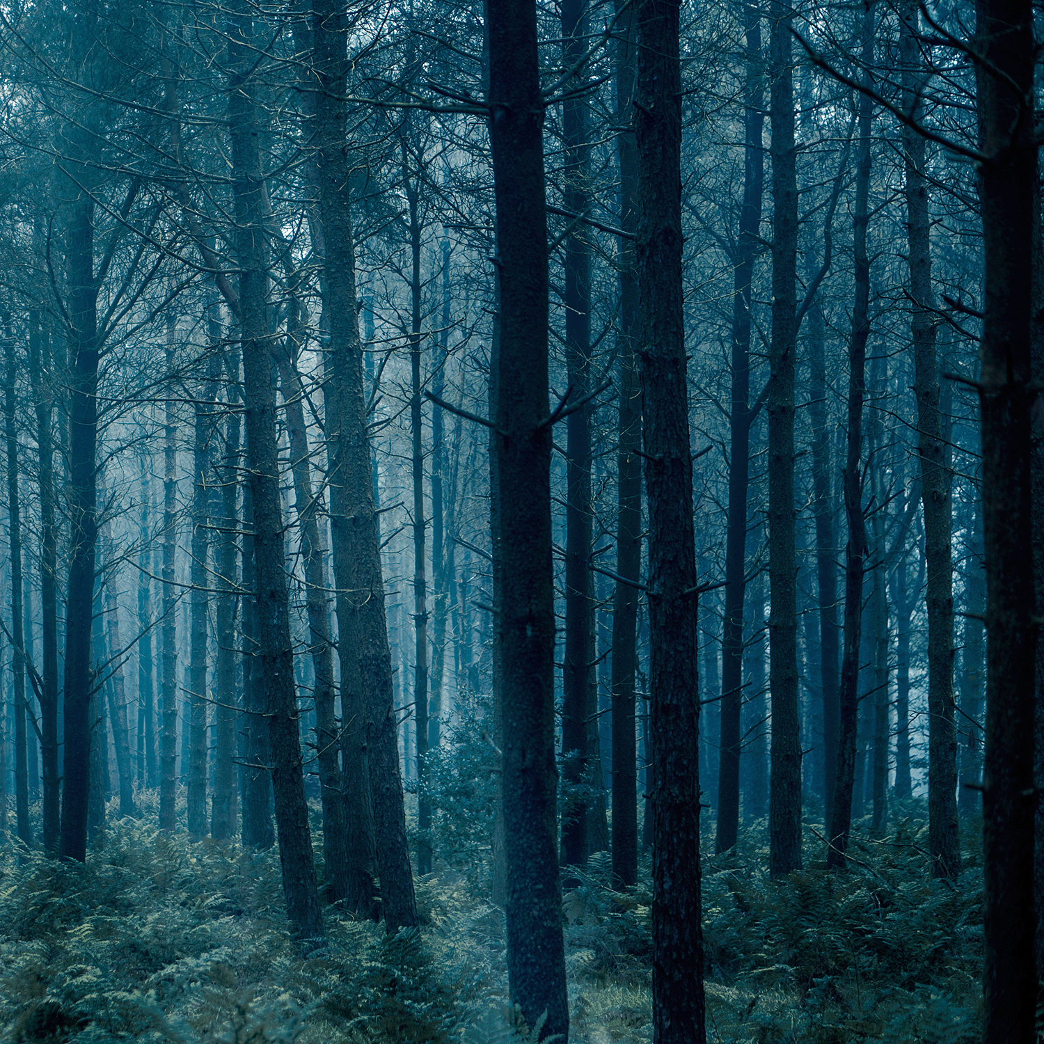 A dense forest of tall trees under cool blue light, ferns below and mist drifting—stepping into Tuscany Candle® SEASONAL’s Haunted Forest: Palo Santo & Eerie Fog Scented Halloween Wax Melt (2.5 oz), evoking mysterious allure with every breath.