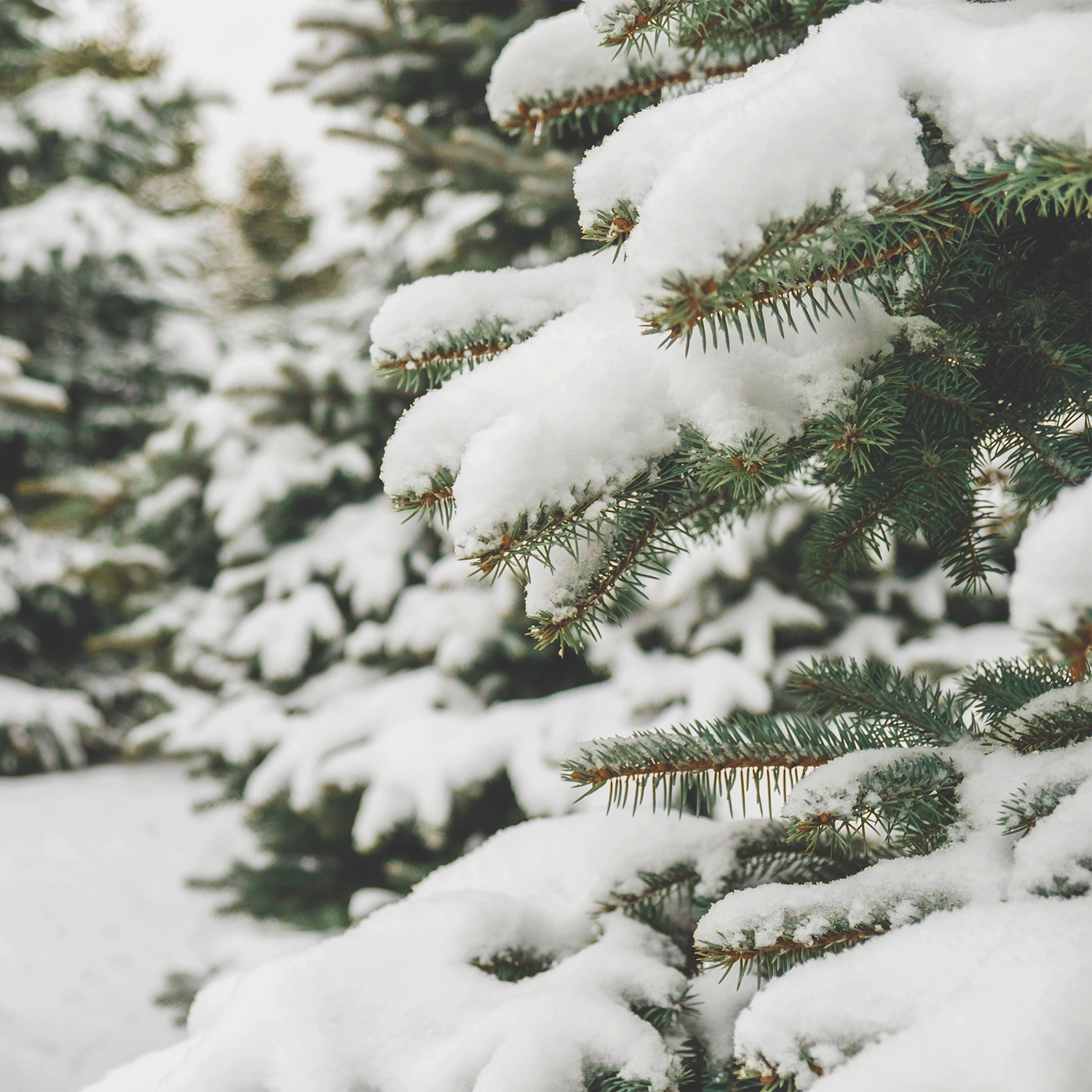 Snow-covered evergreens in a winter landscape, with fresh snow on every branch—like the crisp serenity of Tuscany Candle® SEASONAL Starry Christmas Night Scented Holiday Candle (14 oz).