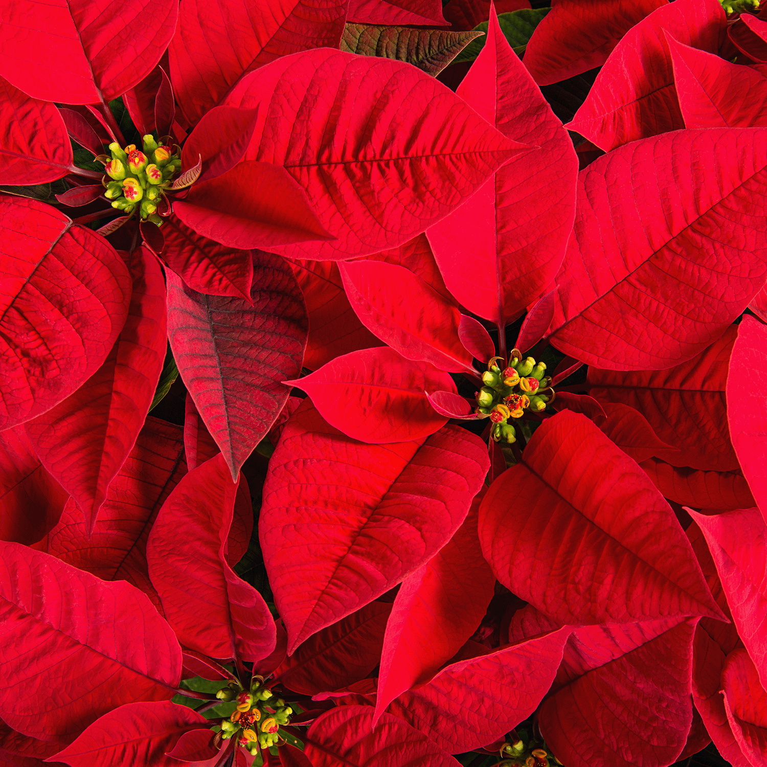 Close-up of vibrant red poinsettia leaves and yellow-green blooms, capturing the festive charm of the Glittering Poinsettia Petals Scented Holiday Candle (14 oz) by Tuscany Candle® SEASONAL.