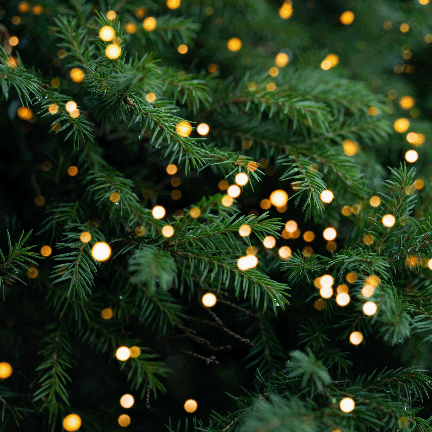 Close-up of green pine branches adorned with glowing yellow string lights, creating a cozy setting perfect for the Tuscany Candle® SEASONAL Glittering Poinsettia Petals Scented Holiday Candle (14 oz).