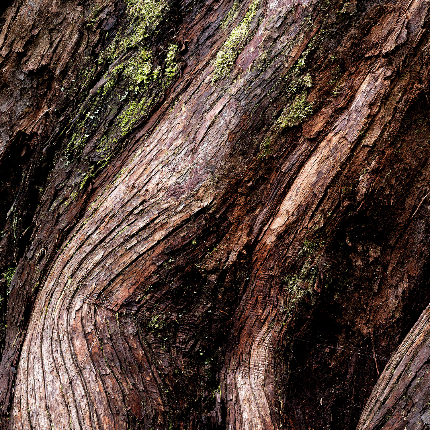 Close-up of tree bark with rough texture and green moss, reminiscent of the earthy notes in Tuscany Candle® SEASONAL’s Silent Night: Cozy Vanilla & Jasmine Scented Holiday Candle (12 oz) from the Winter Icons Collection.