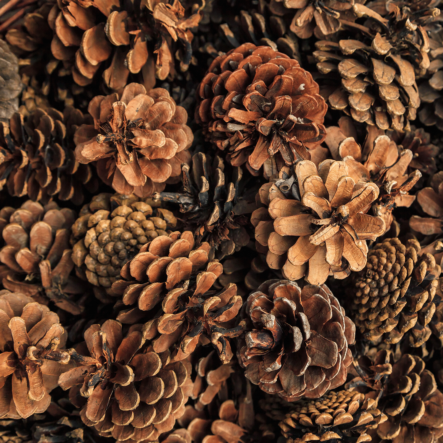 A close-up of clustered brown pine cones reveals varied shapes and textures, perfect inspiration for Tuscany Candle® SEASONAL’s Cinnamon Pinecones: Warm Cinnamon & Clove Scented Holiday Candle (14 oz) from the Traditions Collection.